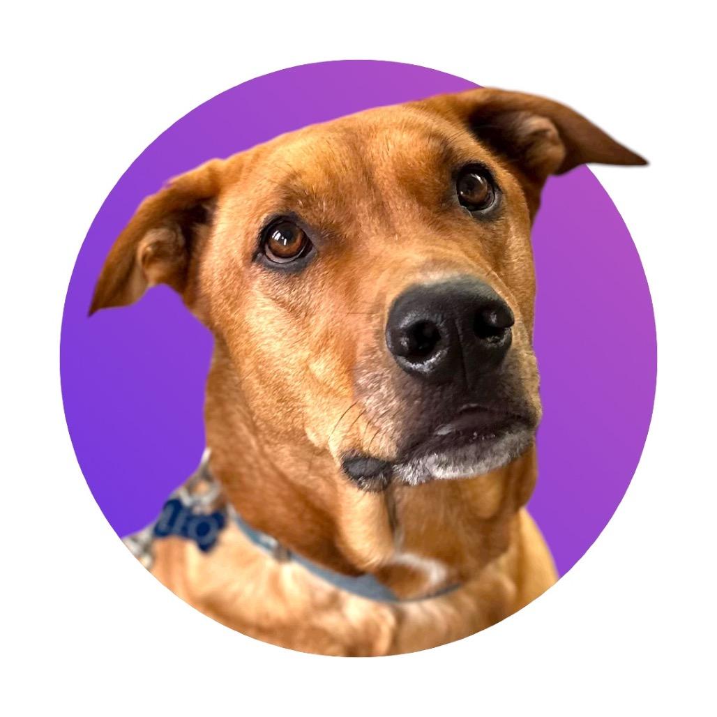 Enlarge Leo, a Adoptable mixed breed in Pacific Grove, CA image 2/6