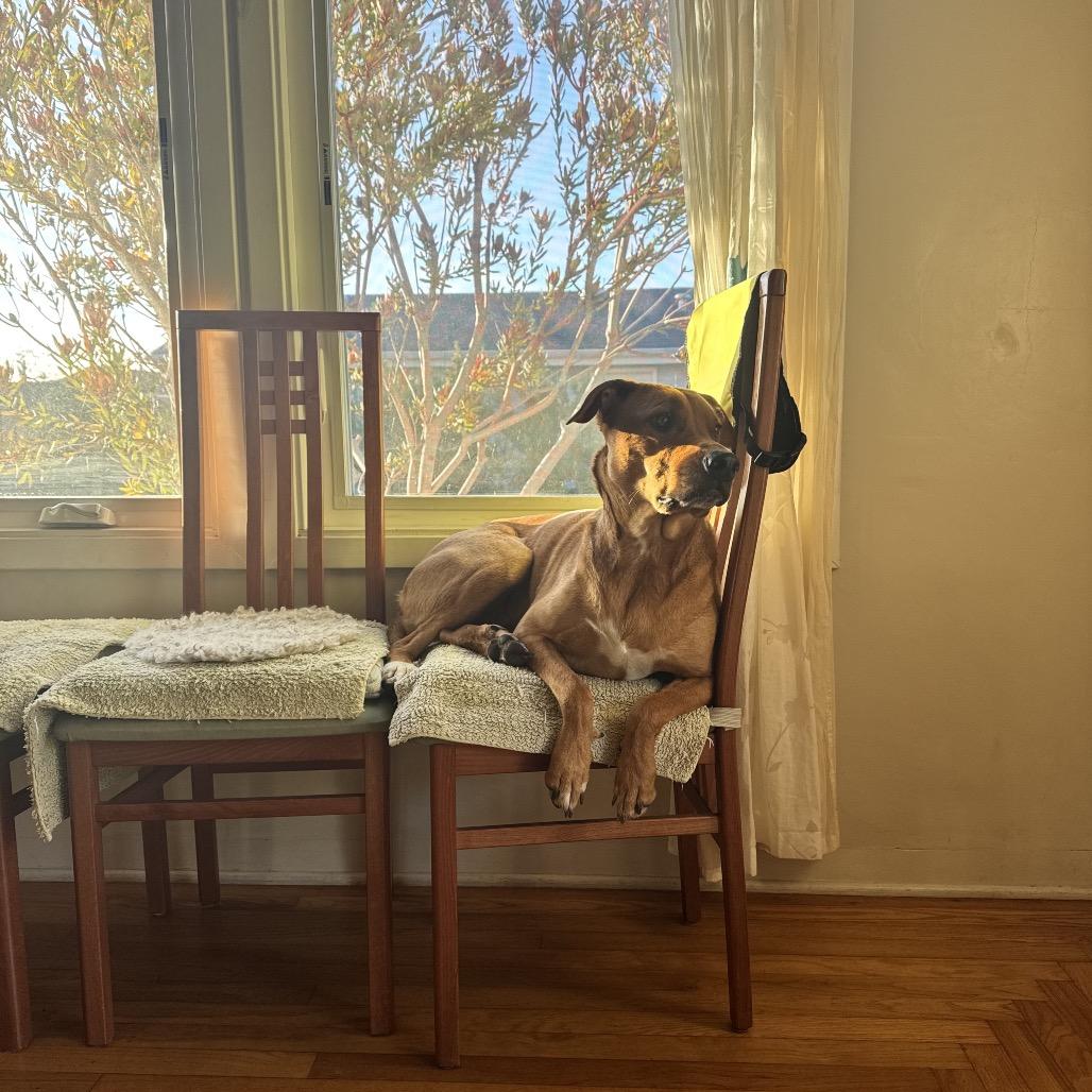 Enlarge Leo, a Adoptable mixed breed in Pacific Grove, CA image 3/6