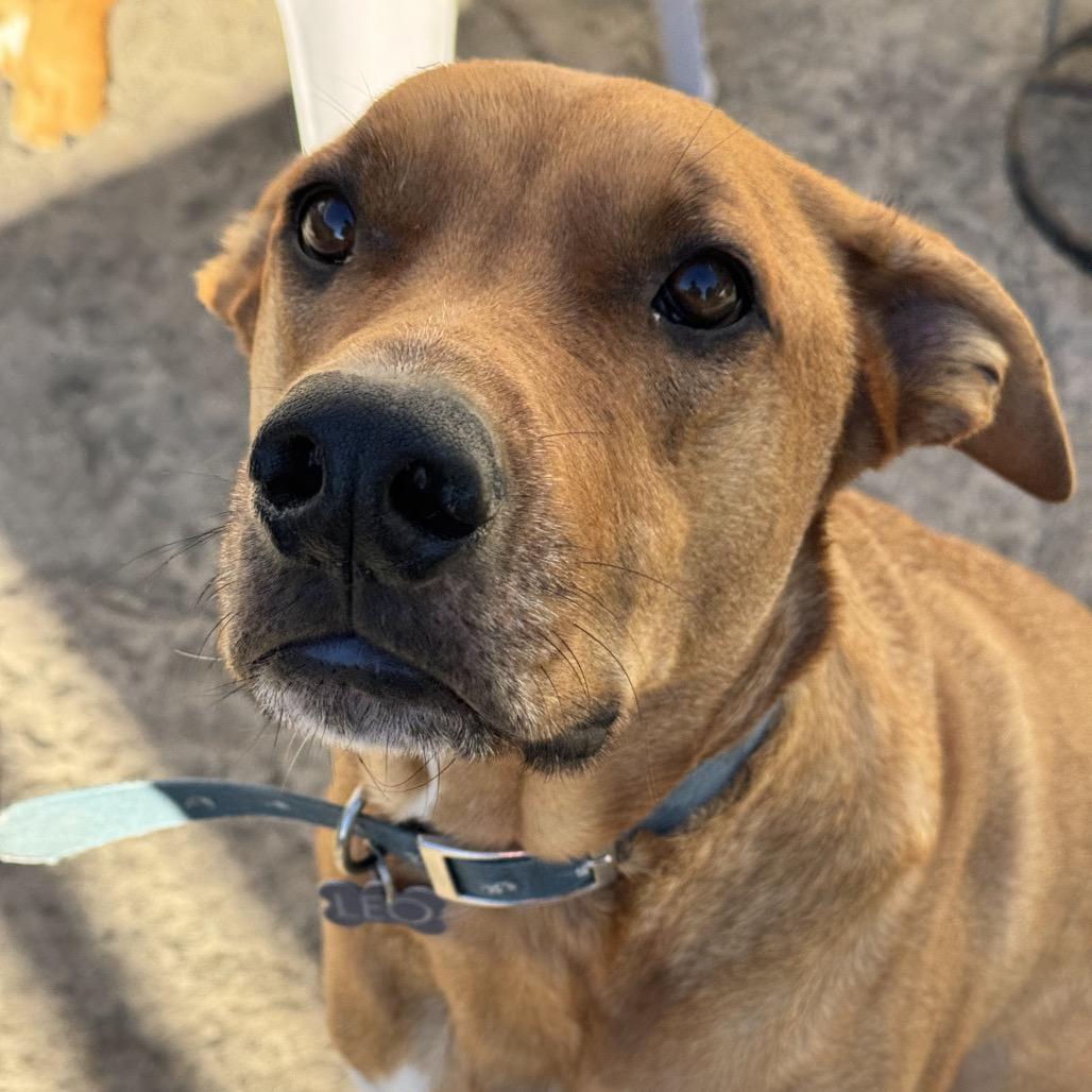 Enlarge Leo, a Adoptable mixed breed in Pacific Grove, CA image 5/6