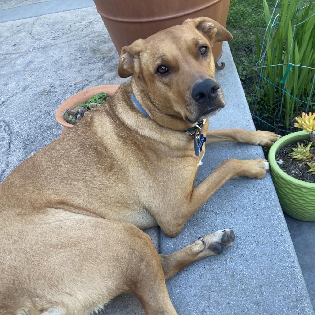 Enlarge Leo, a Adoptable mixed breed in Pacific Grove, CA image 6/6