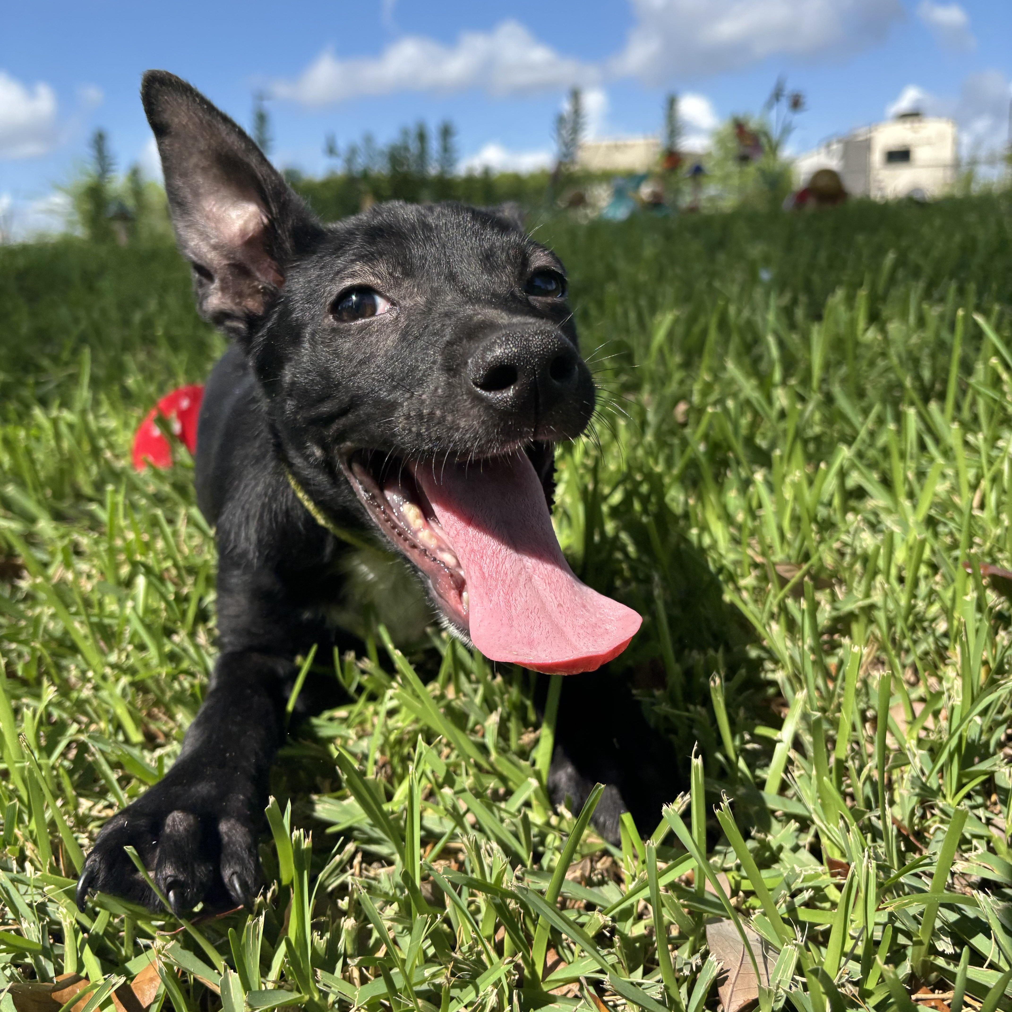 Enlarge Lily, a Adoptable mixed breed in Robbinsville, NJ image 5/5