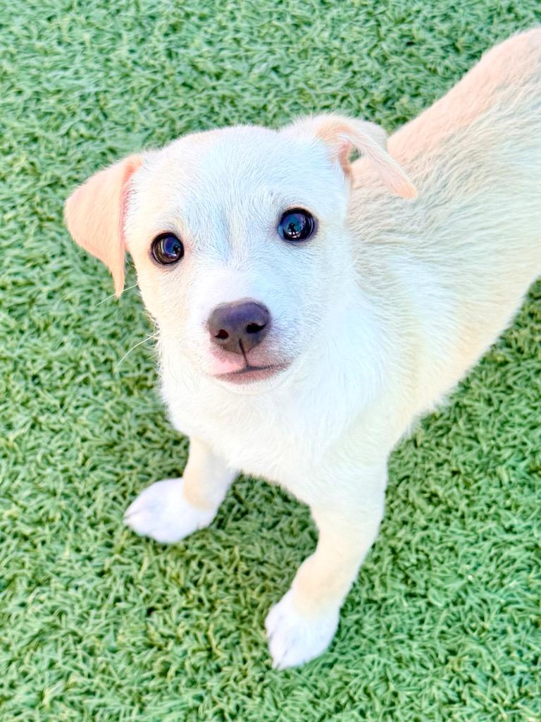 Sabio, Adoptable, Puppy Male Chihuahua.