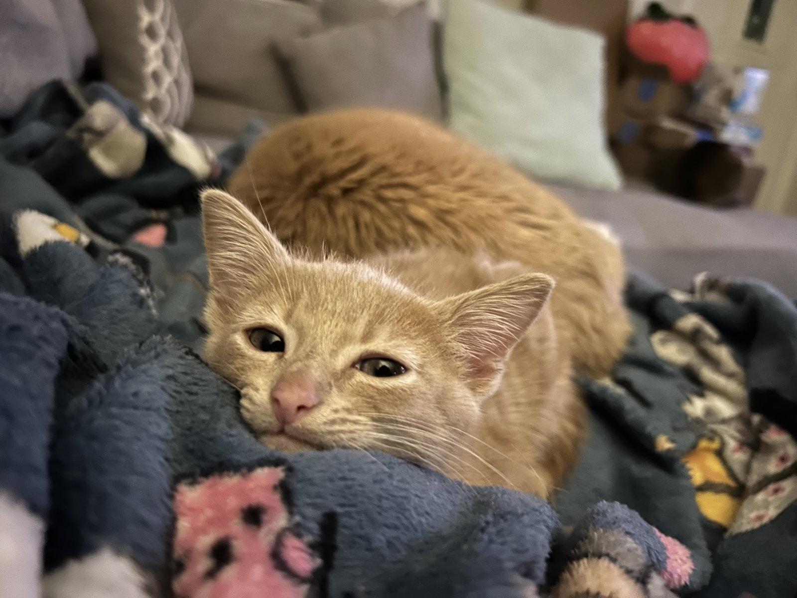 Lou, Adoptable, Young Male Domestic Short Hair.