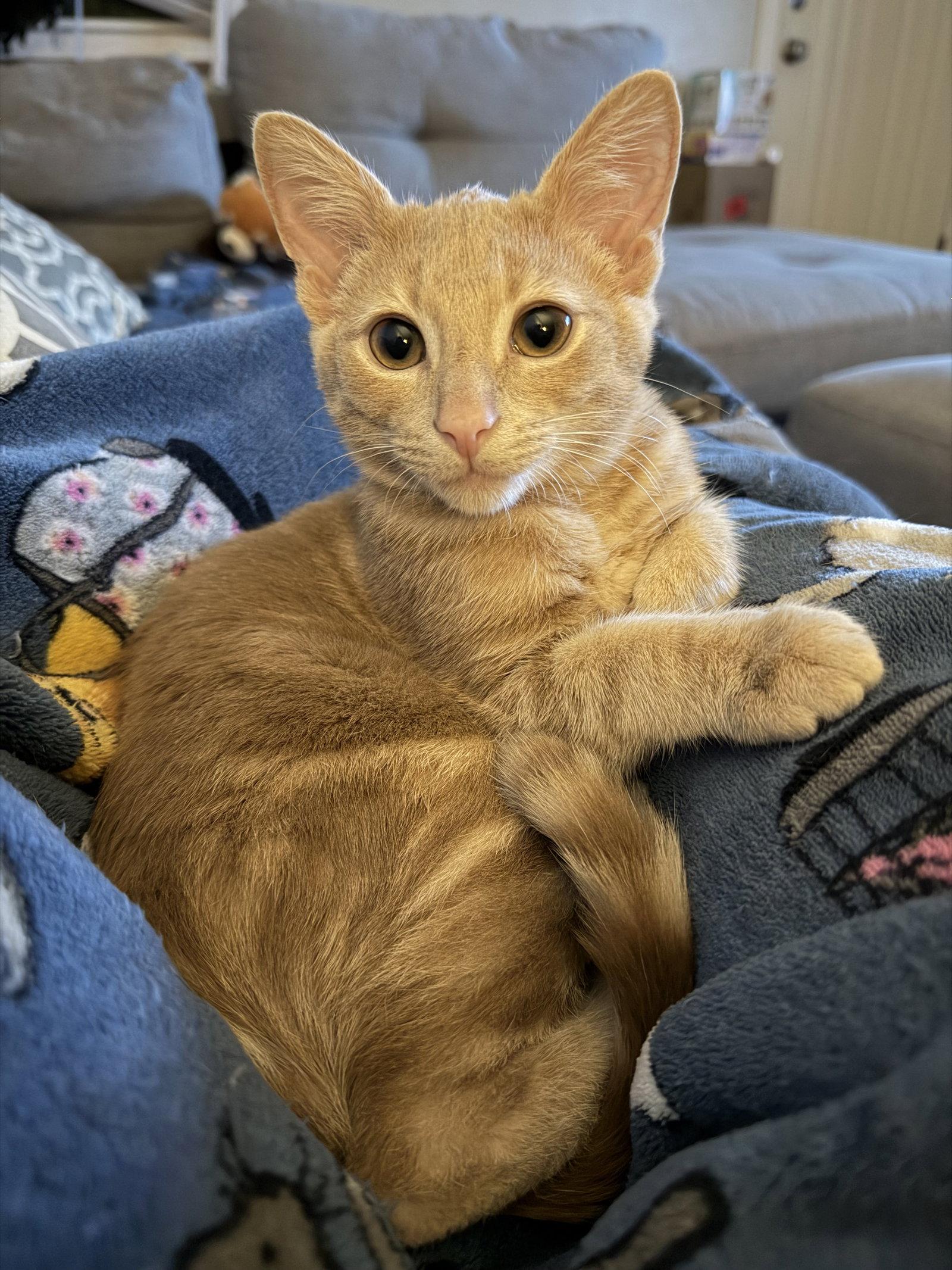 Enlarge Lou, a Adoptable Domestic Short Hair in Columbus, OH image 2/3