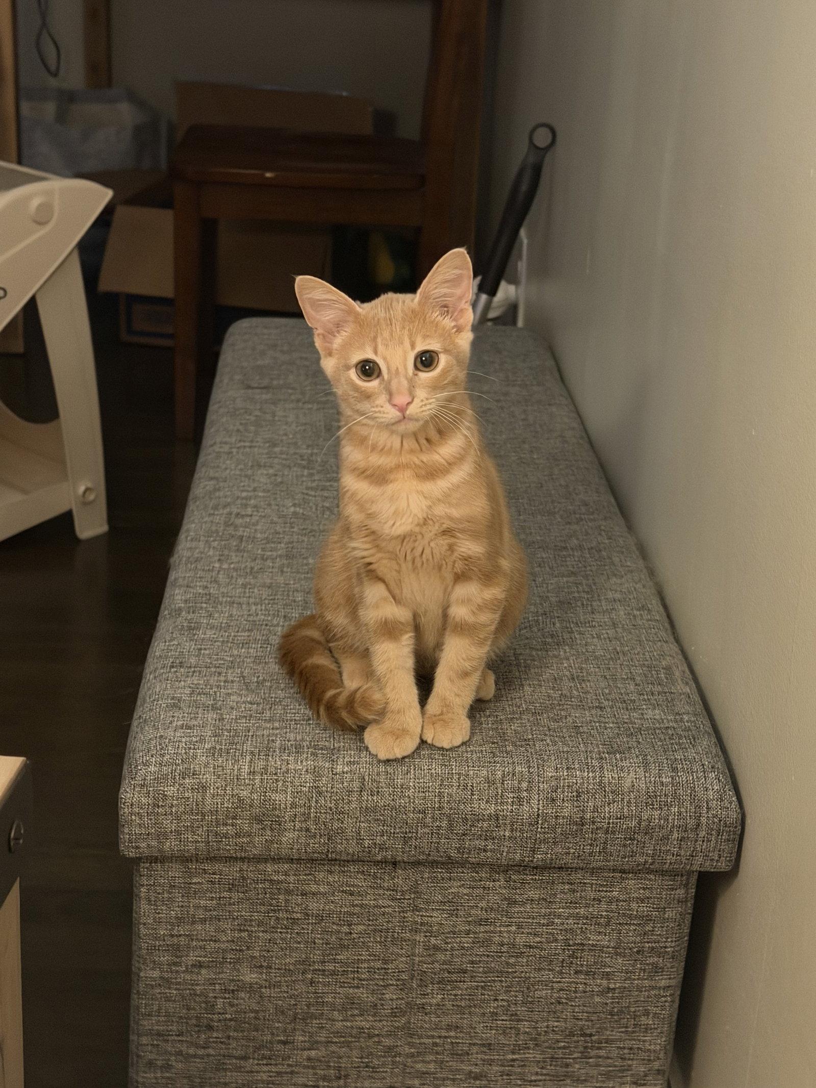 Enlarge Lou, a Adoptable Domestic Short Hair in Columbus, OH image 3/3