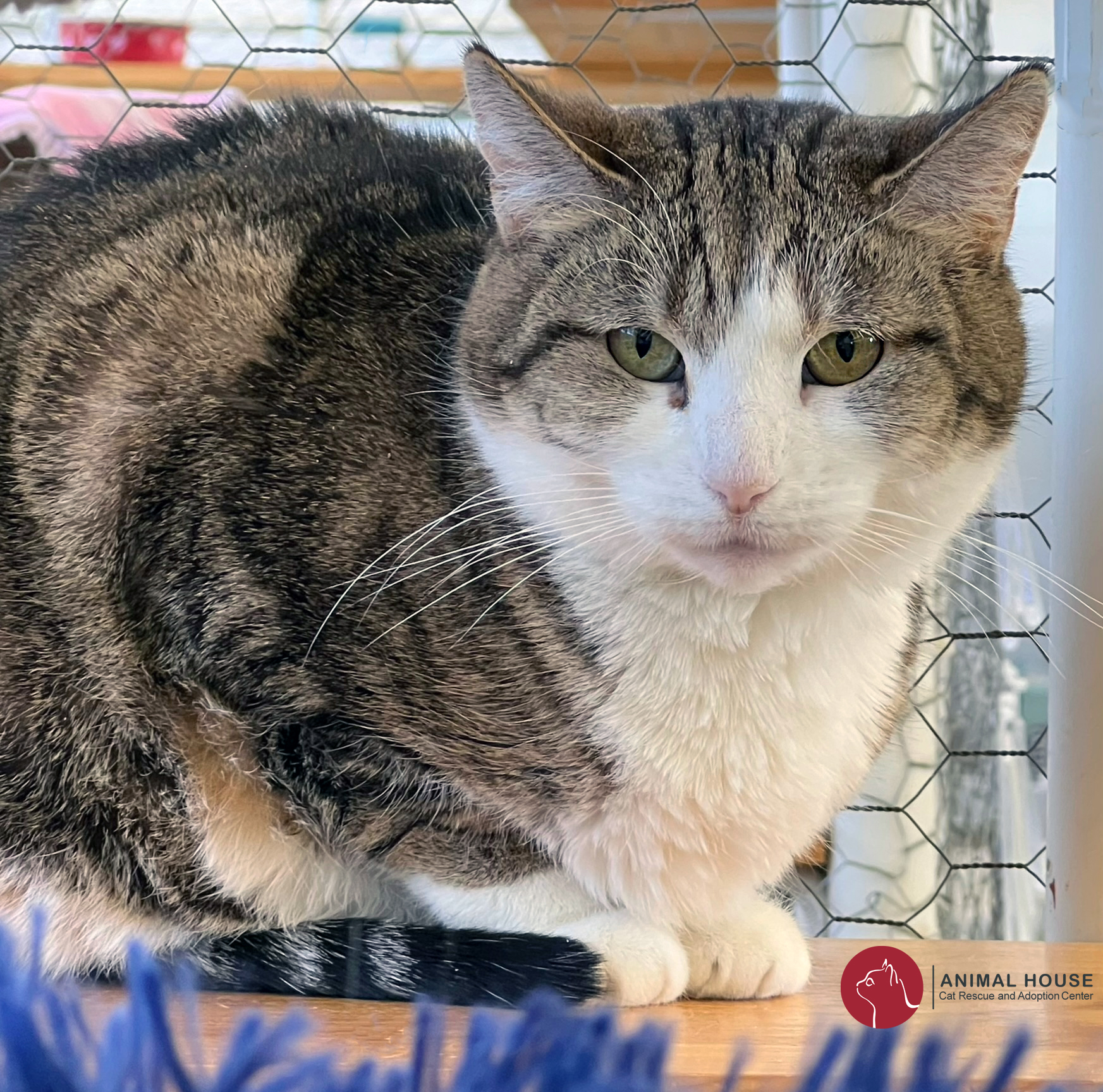 Cat for adoption Margot, a Domestic Short Hair in St. Louis, MO