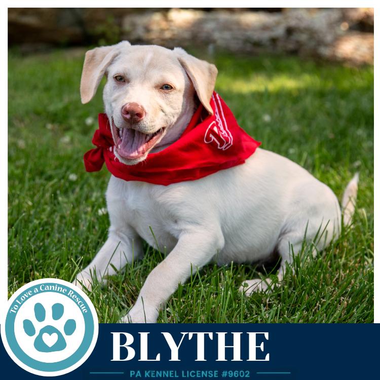 Enlarge Blythe (Bonny's Bright Side Bunch) 050926, a Adoptable mixed breed in Kimberton, PA image 1/6