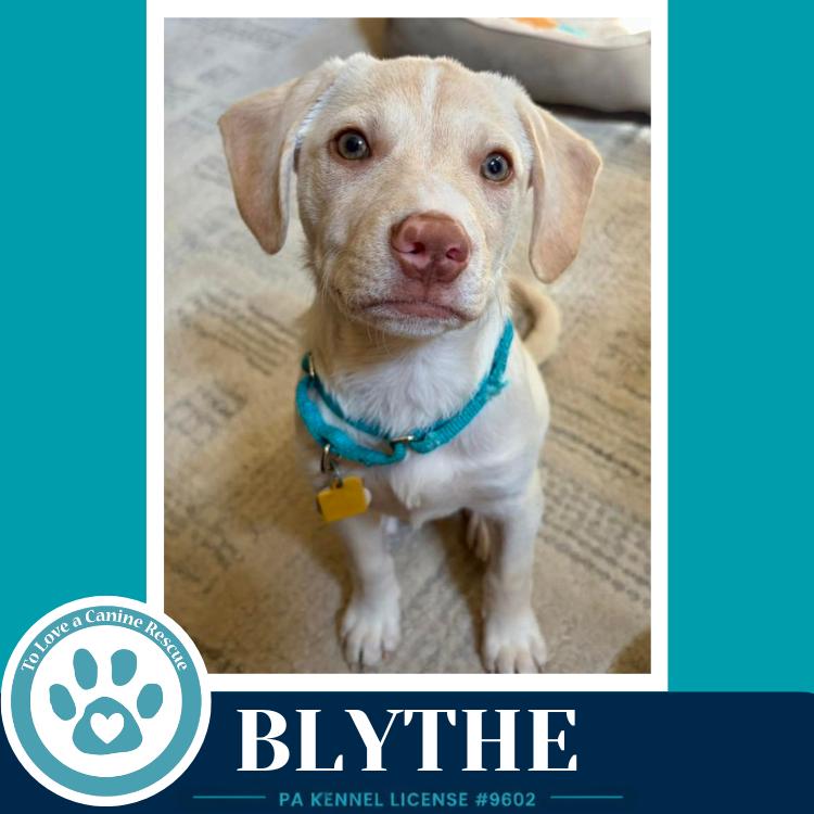 Enlarge Blythe (Bonny's Bright Side Bunch) 050926, a Adoptable mixed breed in Kimberton, PA image 2/6