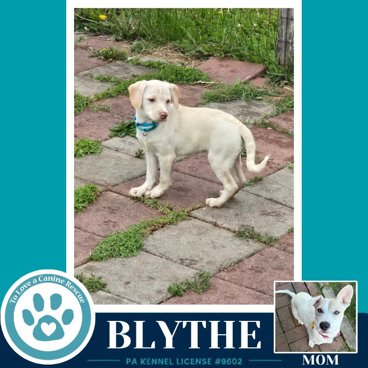 Enlarge Blythe (Bonny's Bright Side Bunch) 050926, a Adoptable mixed breed in Kimberton, PA image 3/6