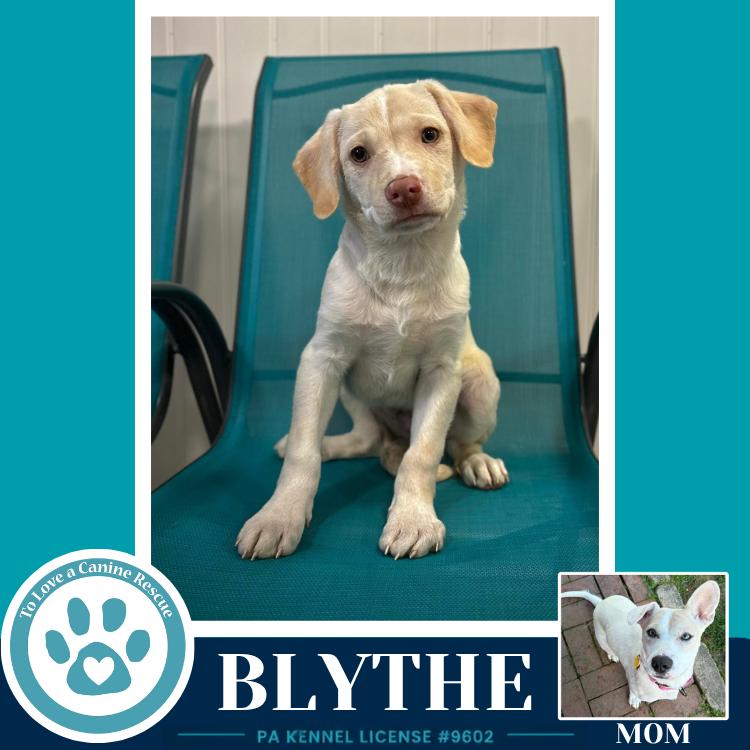 Enlarge Blythe (Bonny's Bright Side Bunch) 050926, a Adoptable mixed breed in Kimberton, PA image 4/6