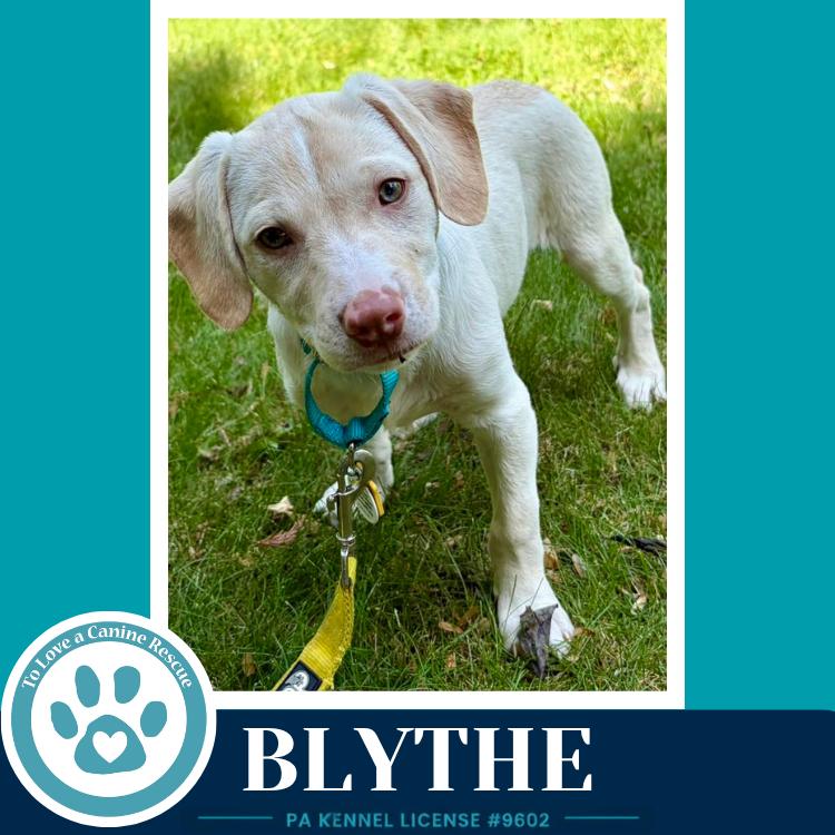 Enlarge Blythe (Bonny's Bright Side Bunch) 050926, a Adoptable mixed breed in Kimberton, PA image 5/6