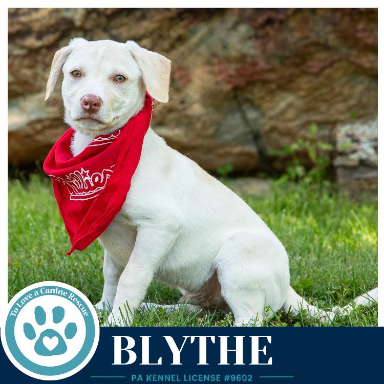 Enlarge Blythe (Bonny's Bright Side Bunch) 050926, a Adoptable mixed breed in Kimberton, PA image 6/6