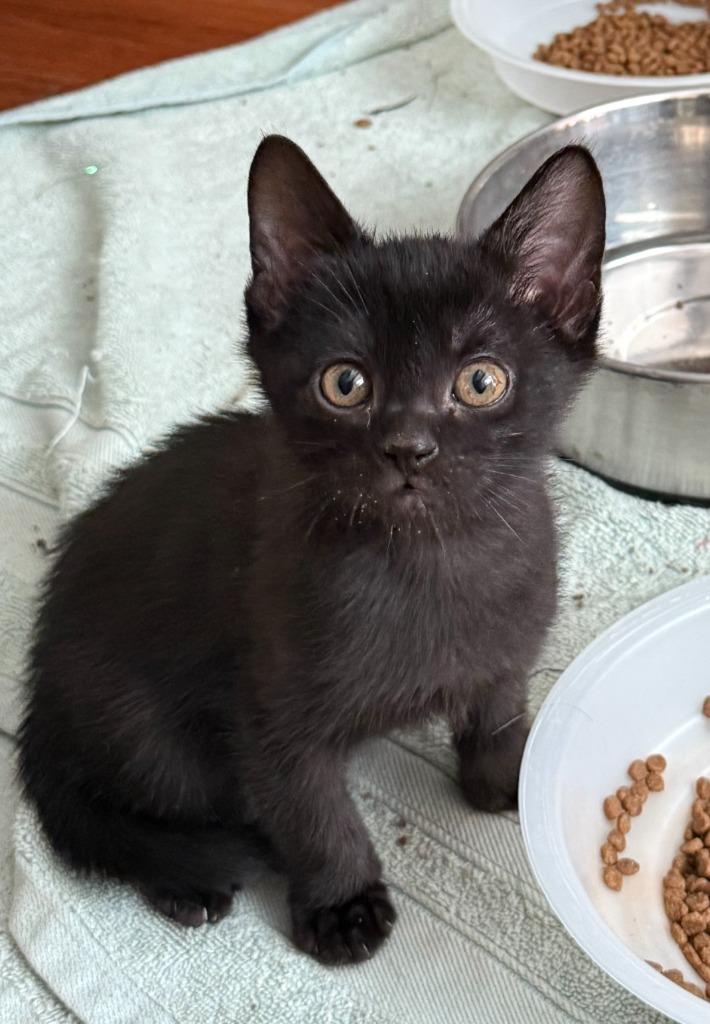 Spider, Adopted, Kitten Male Domestic Short Hair.