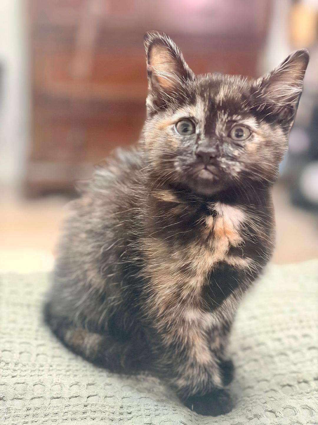 Sunflower, an adopted Domestic Medium Hair in Pasco, WA image 1/3
