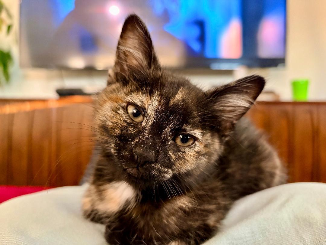 Sunflower, an adopted Domestic Medium Hair in Pasco, WA image 3/3