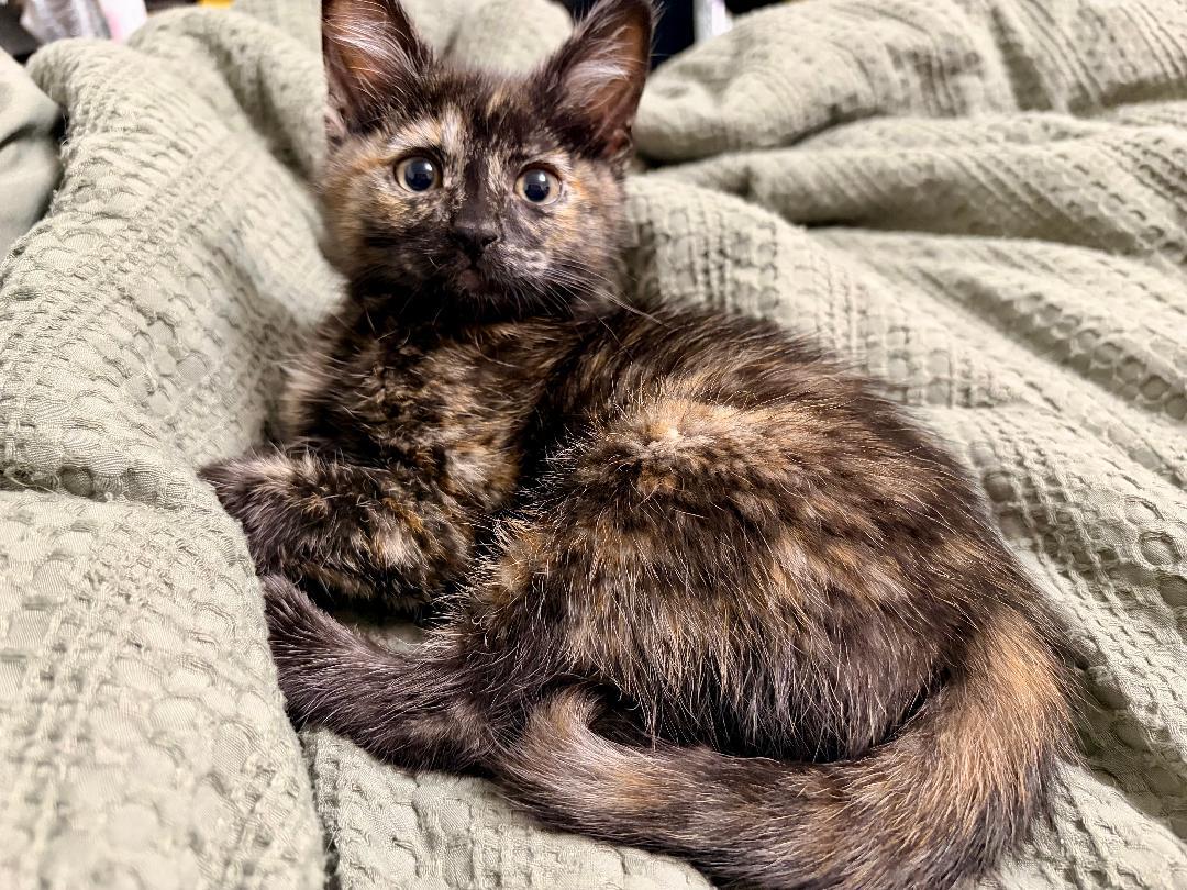 Sunflower, an adopted Domestic Medium Hair in Pasco, WA image 2/3