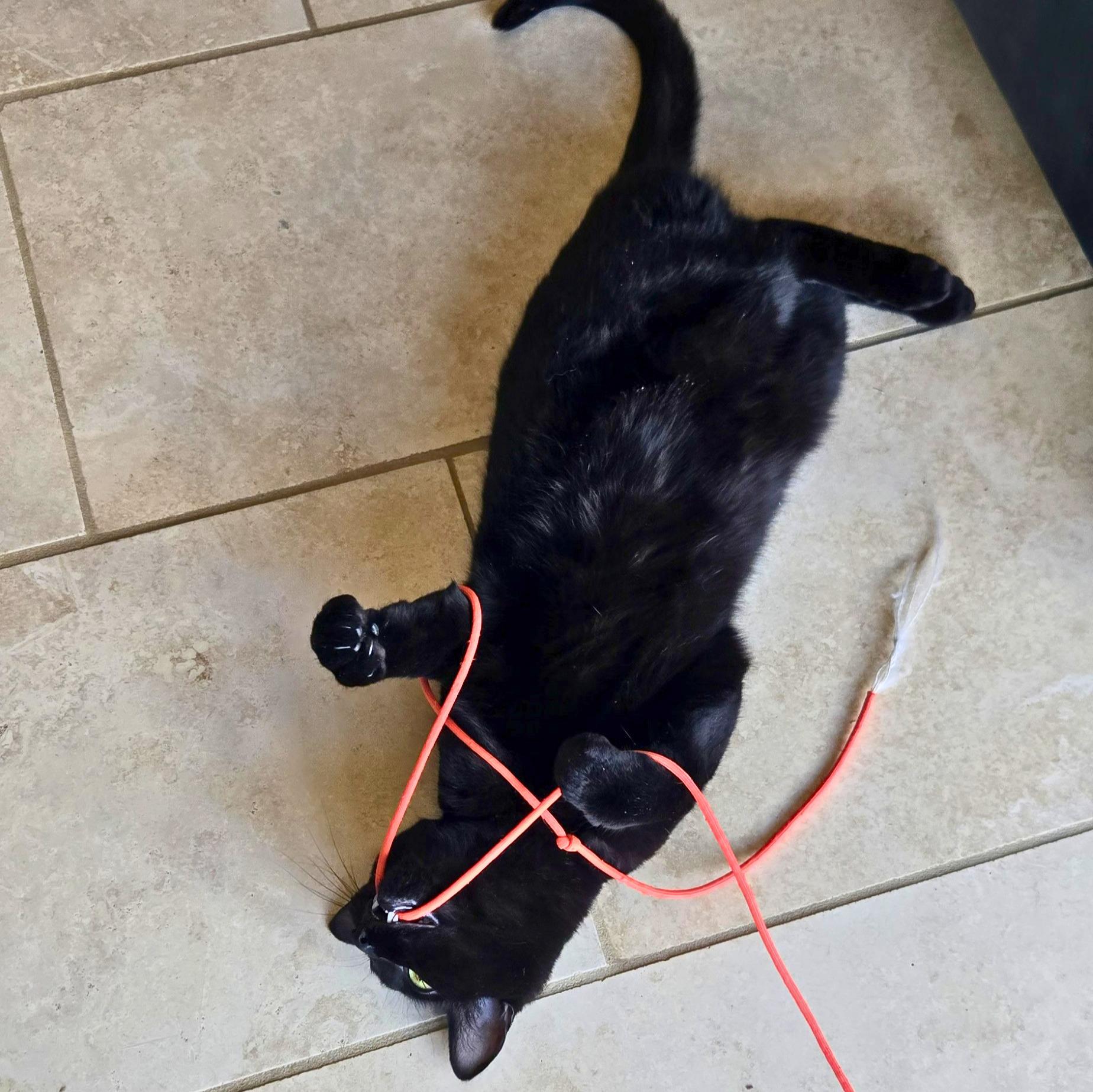 Enlarge Maple, a Adoptable Domestic Short Hair in Ridgway, CO image 6/6