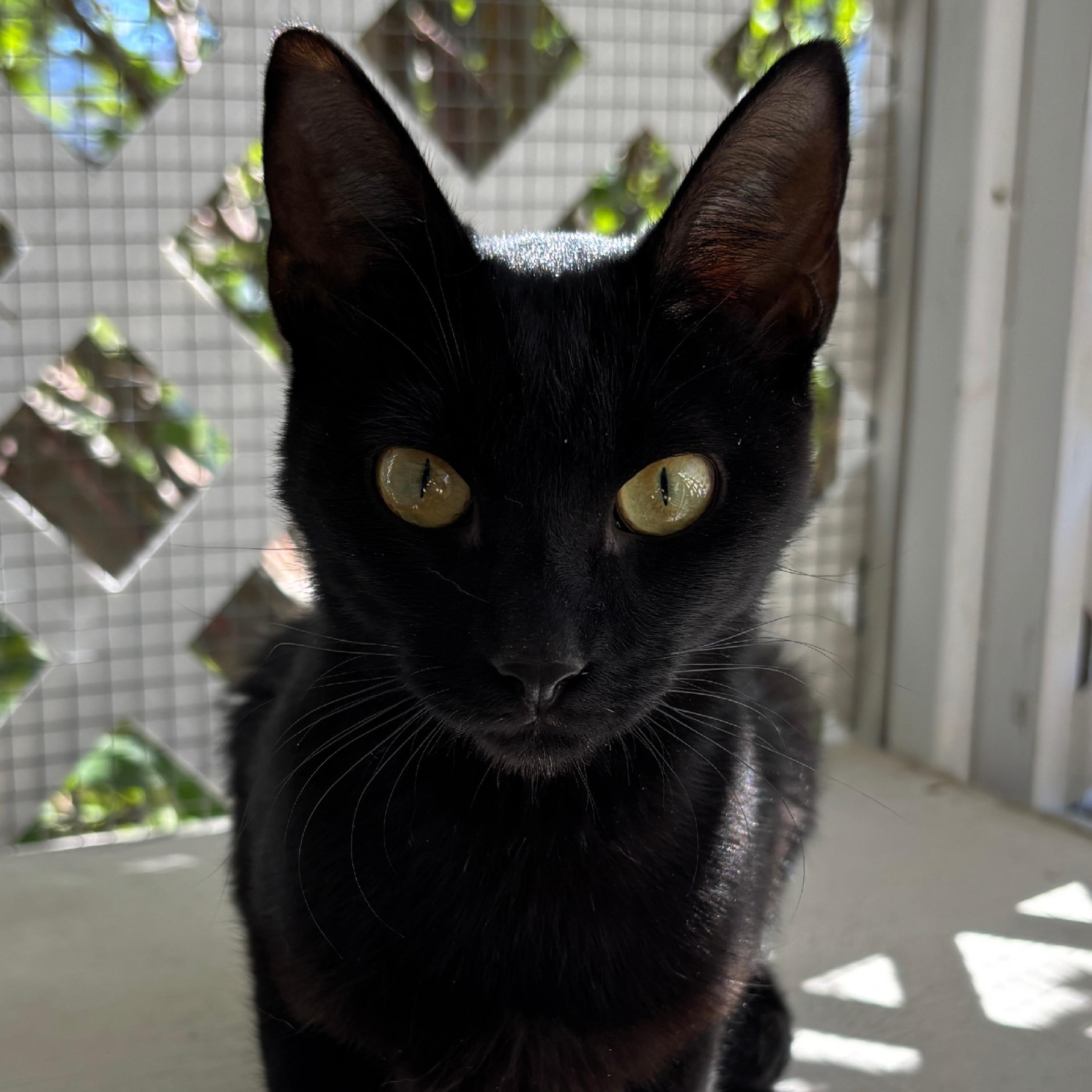 Enlarge Maple, a Adoptable Domestic Short Hair in Ridgway, CO image 6/6