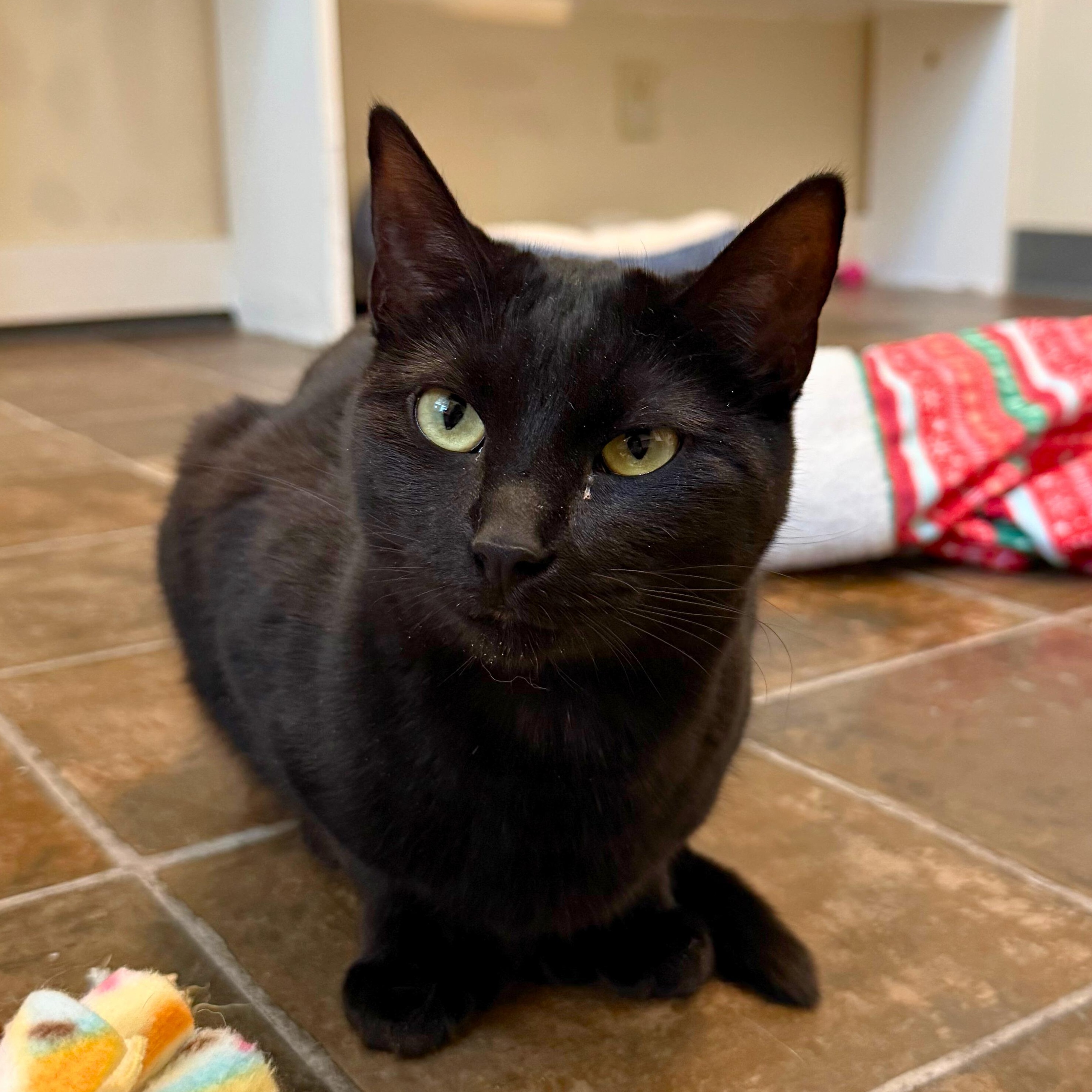 Enlarge Maple, a Adoptable Domestic Short Hair in Ridgway, CO image 1/6