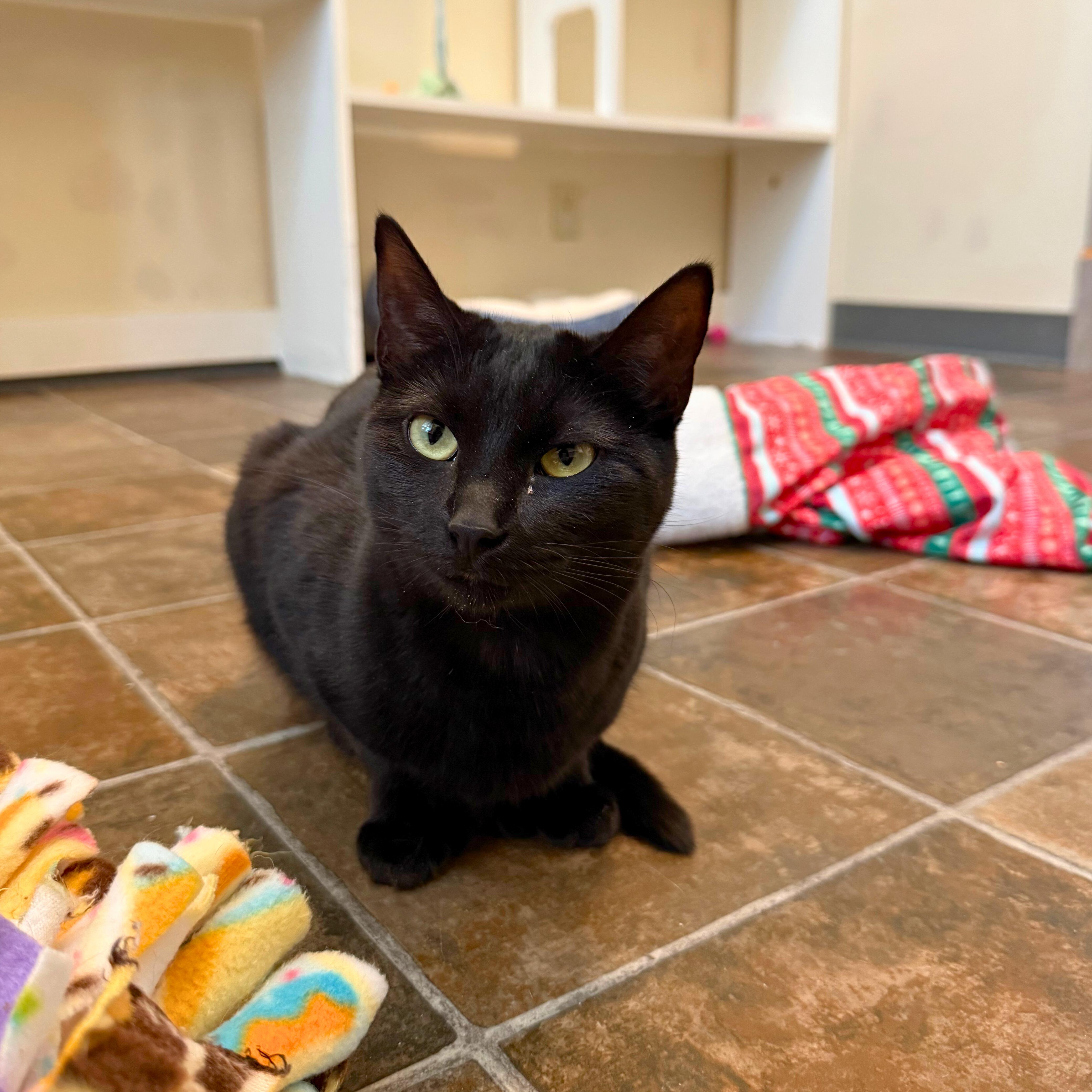 Maple & Syrup, a Adoptable Domestic Short Hair in Ridgway, CO image 6/6