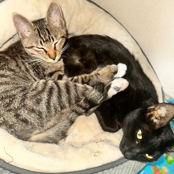 Maple & Syrup, a Adoptable Domestic Short Hair in Ridgway, CO image 3/6