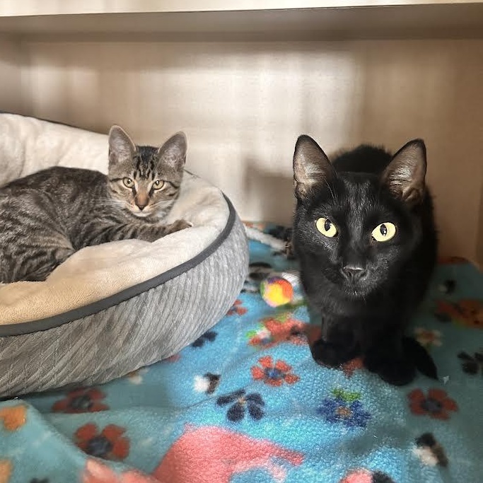 Maple & Syrup, a Adoptable Domestic Short Hair in Ridgway, CO image 4/6