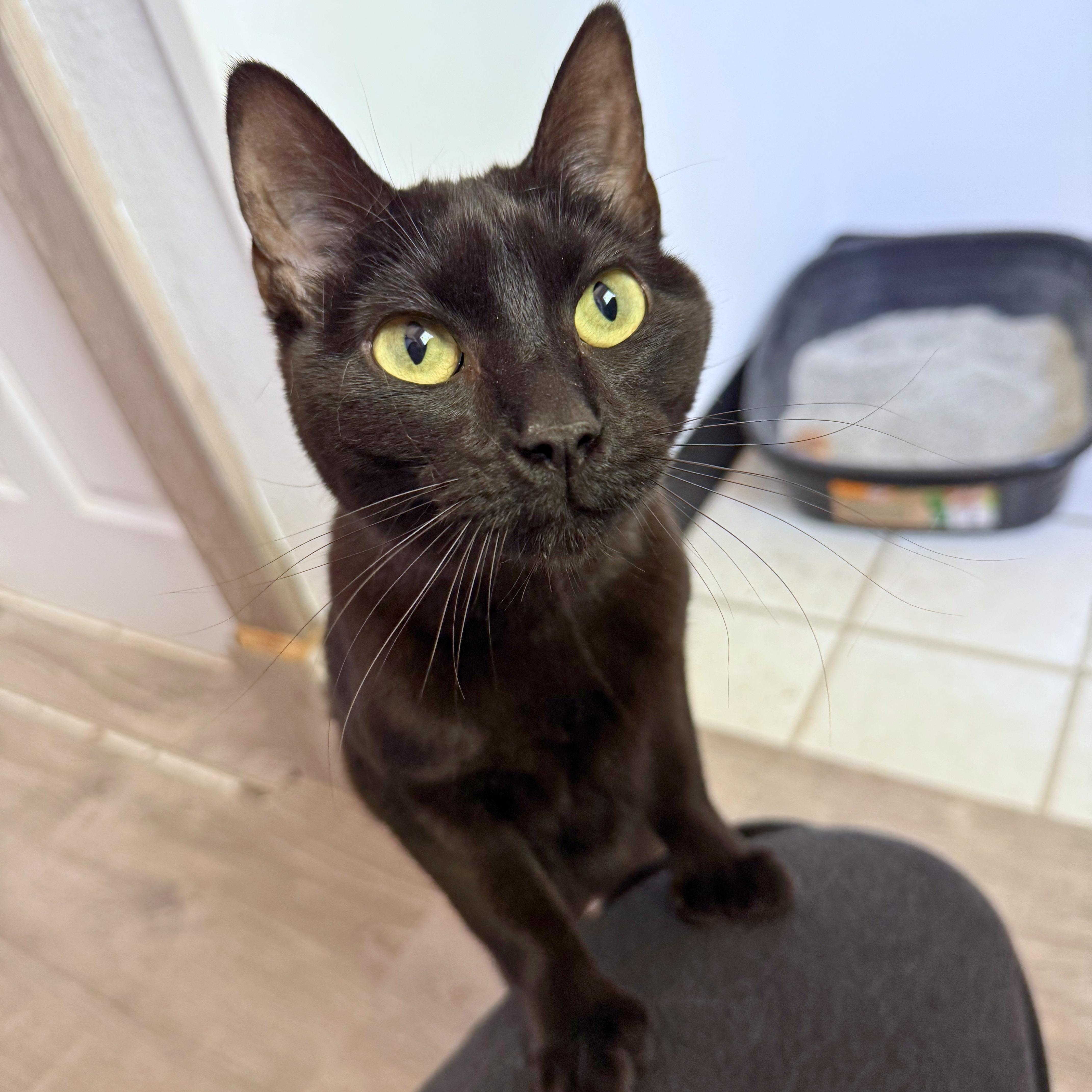 Maple, Adoptable, Young Female Domestic Short Hair.
