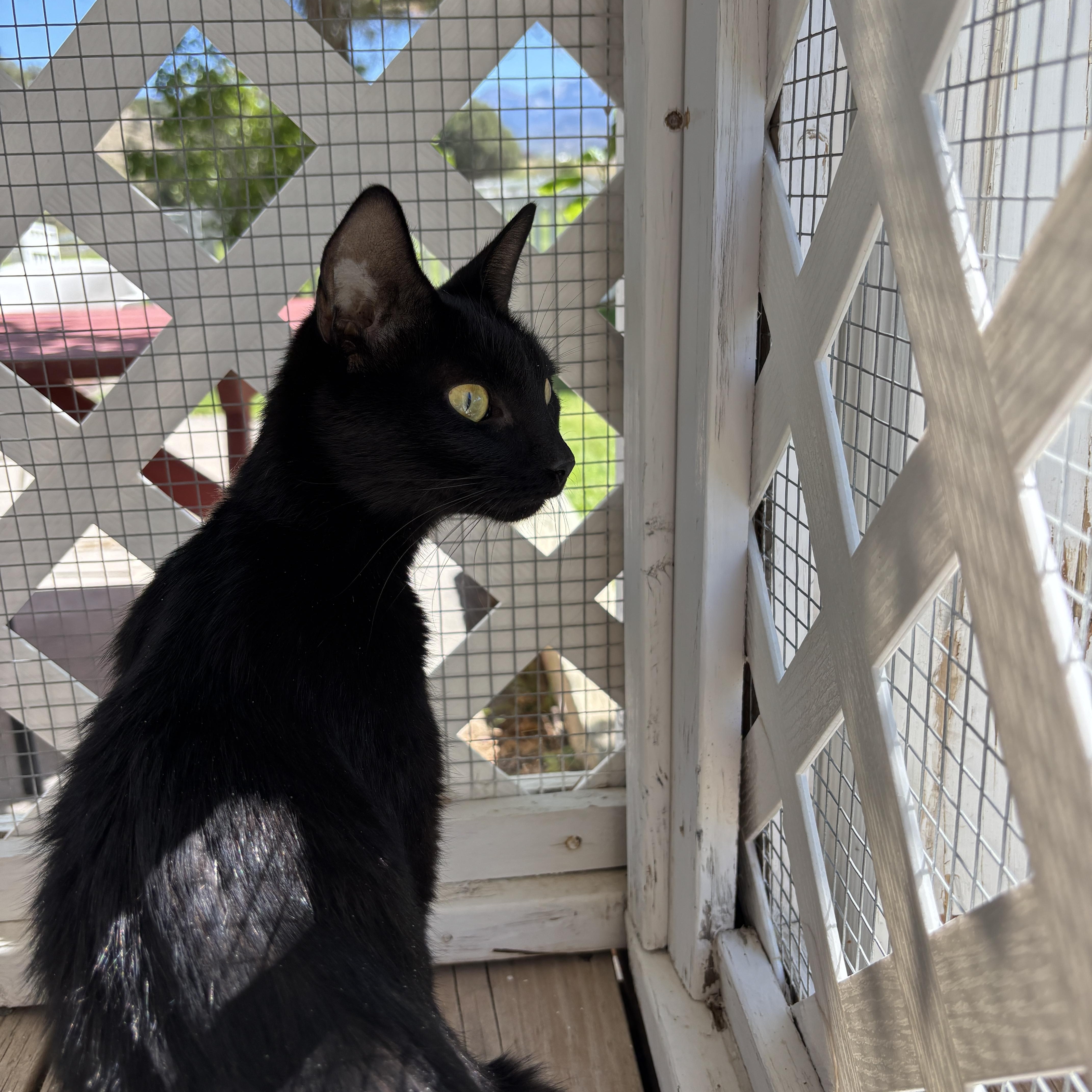Enlarge Maple, a Adoptable Domestic Short Hair in Ridgway, CO image 4/6