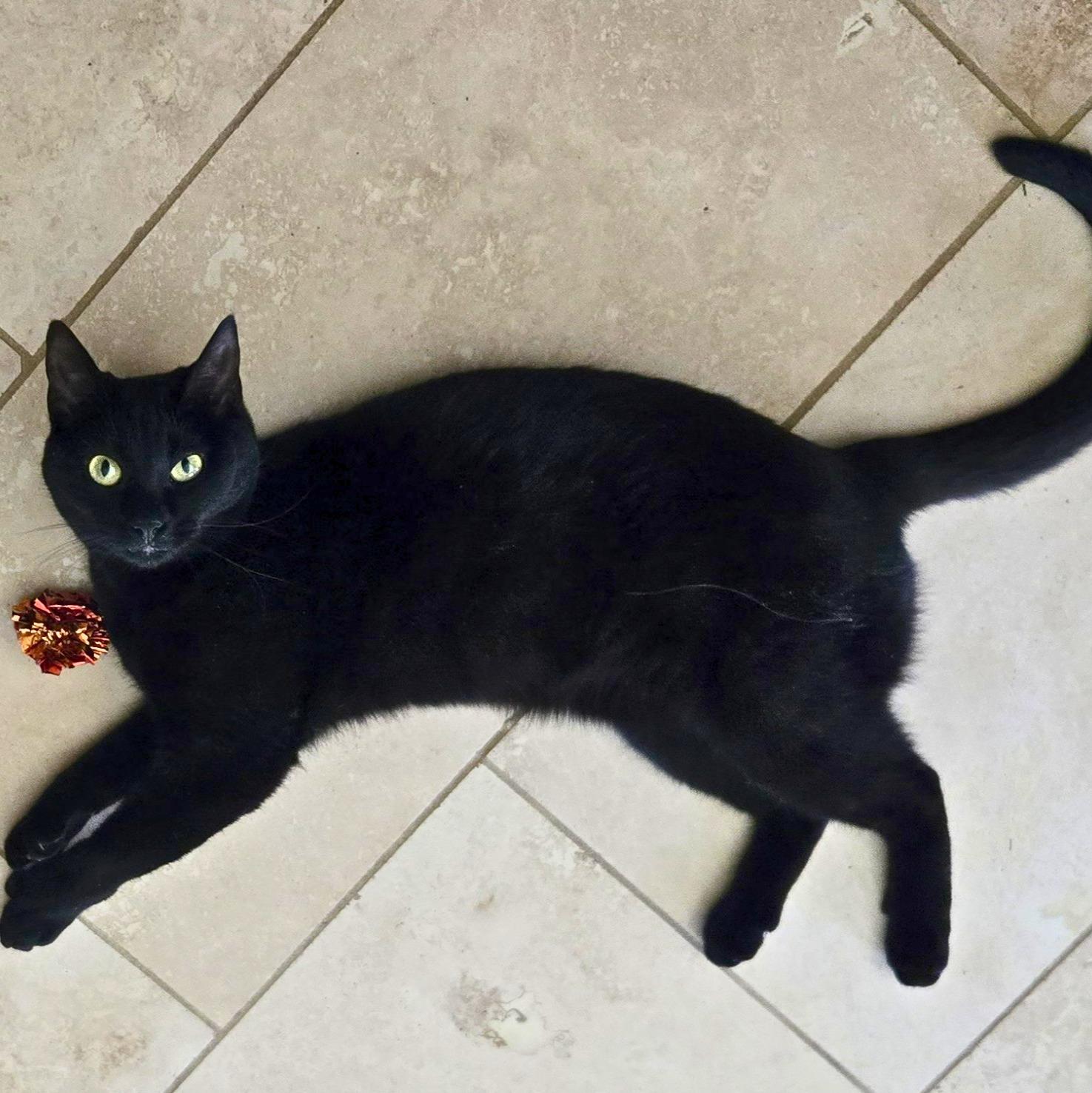Enlarge Maple, a Adoptable Domestic Short Hair in Ridgway, CO image 1/6
