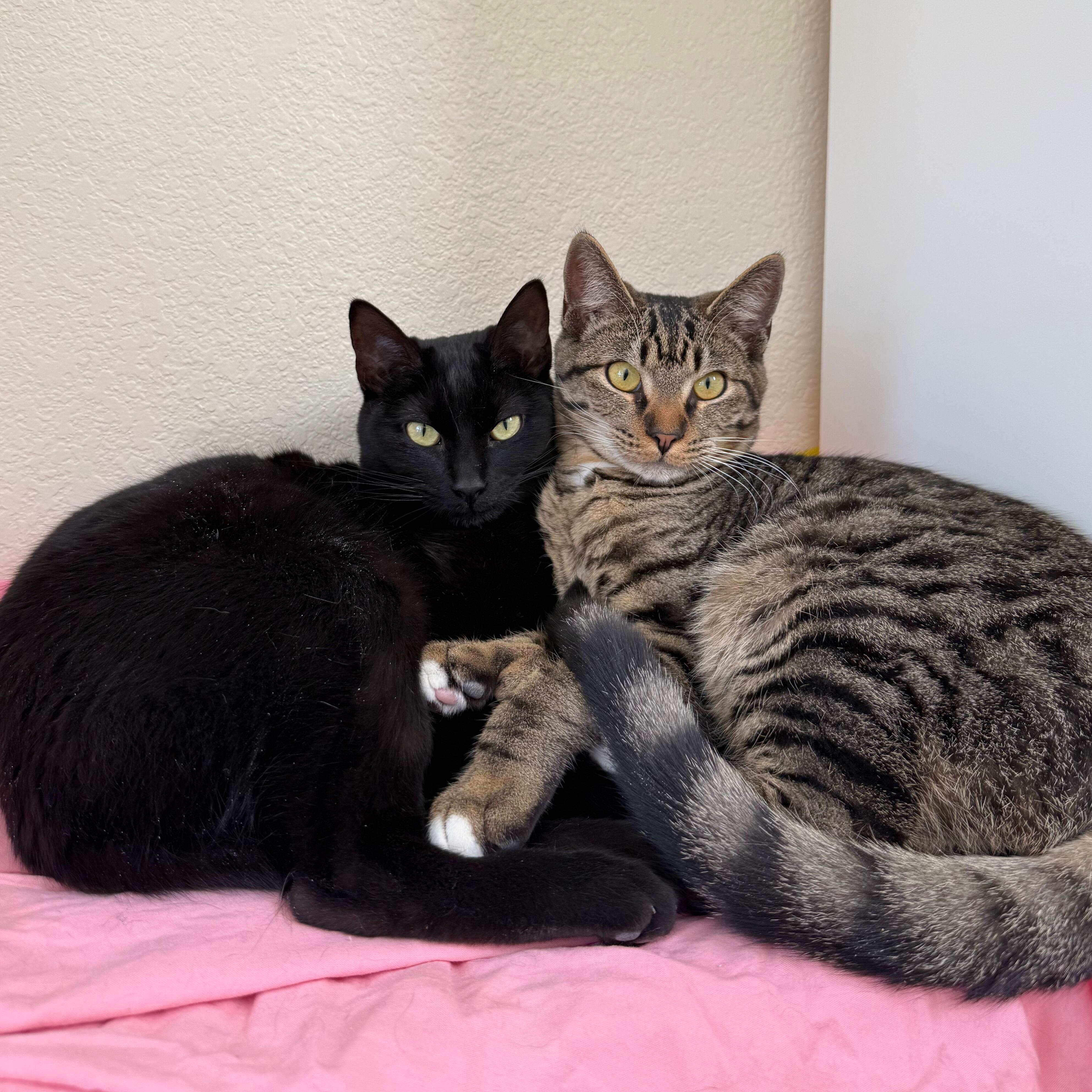 Maple & Syrup, a Adoptable Domestic Short Hair in Ridgway, CO image 1/6
