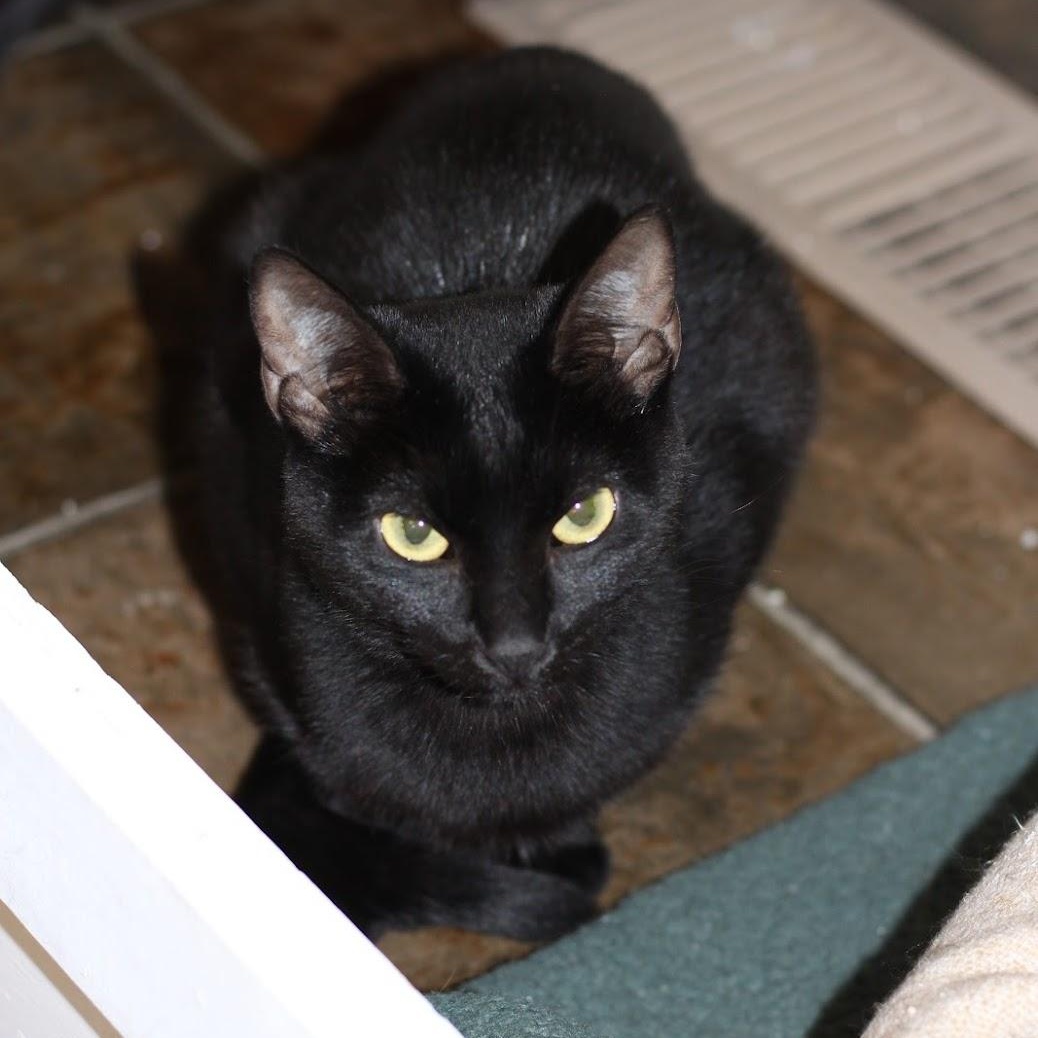 Enlarge Maple, a Adoptable Domestic Short Hair in Ridgway, CO image 5/6