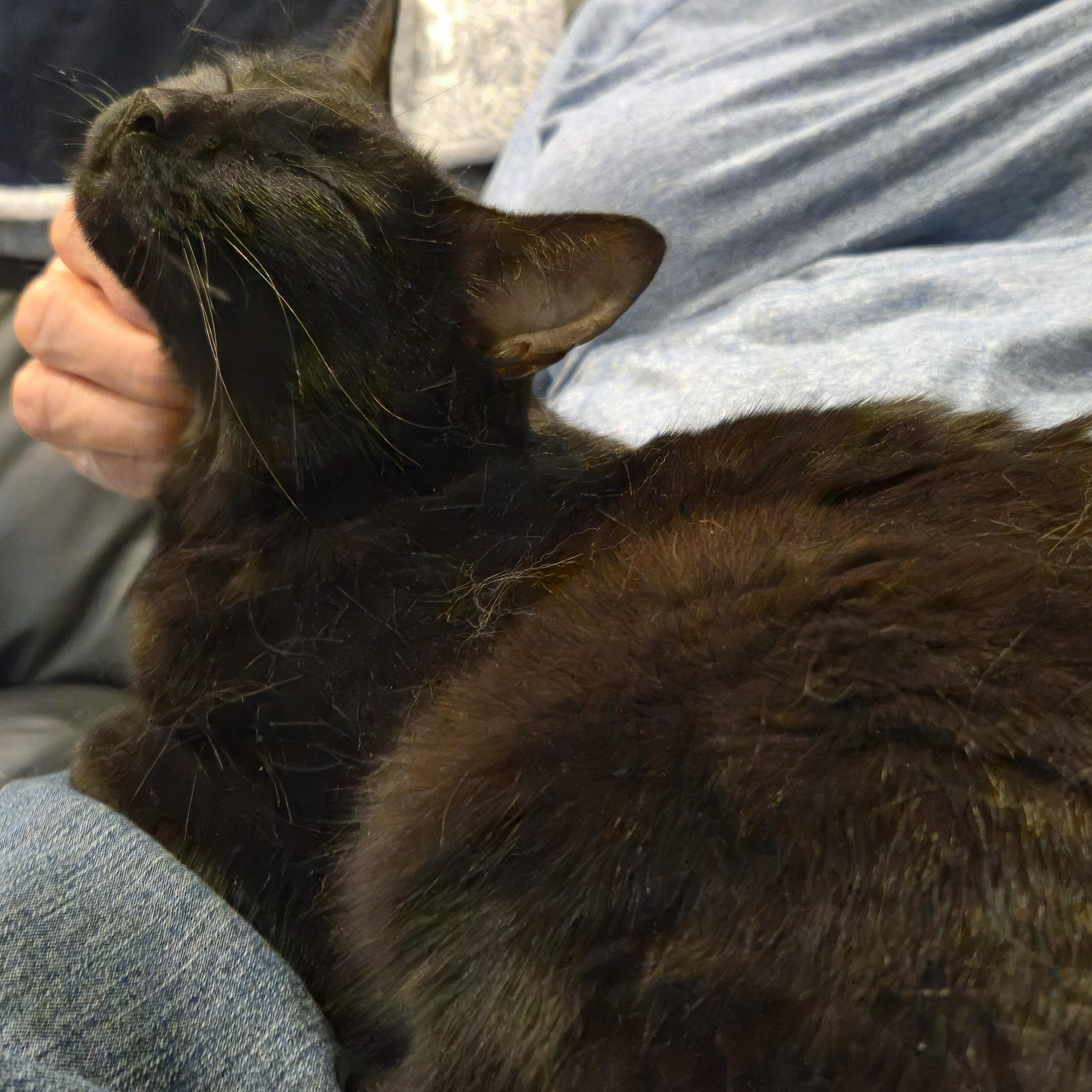 Maple, Adoptable, Young Female Domestic Short Hair.