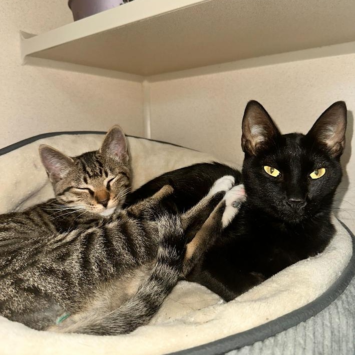 Maple & Syrup, Adoptable, Adult Female Domestic Short Hair.