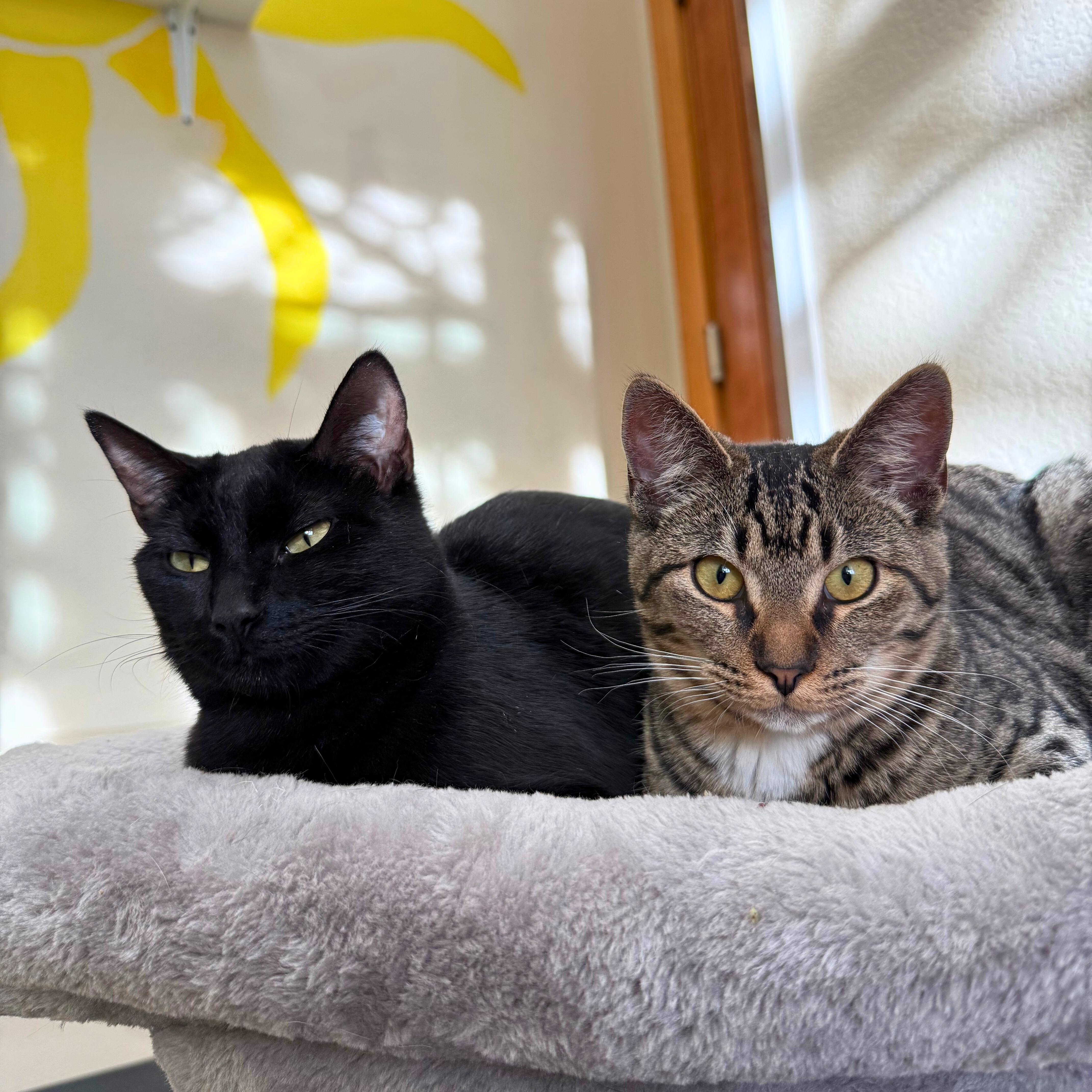 Maple & Syrup, a Adoptable Domestic Short Hair in Ridgway, CO image 2/6