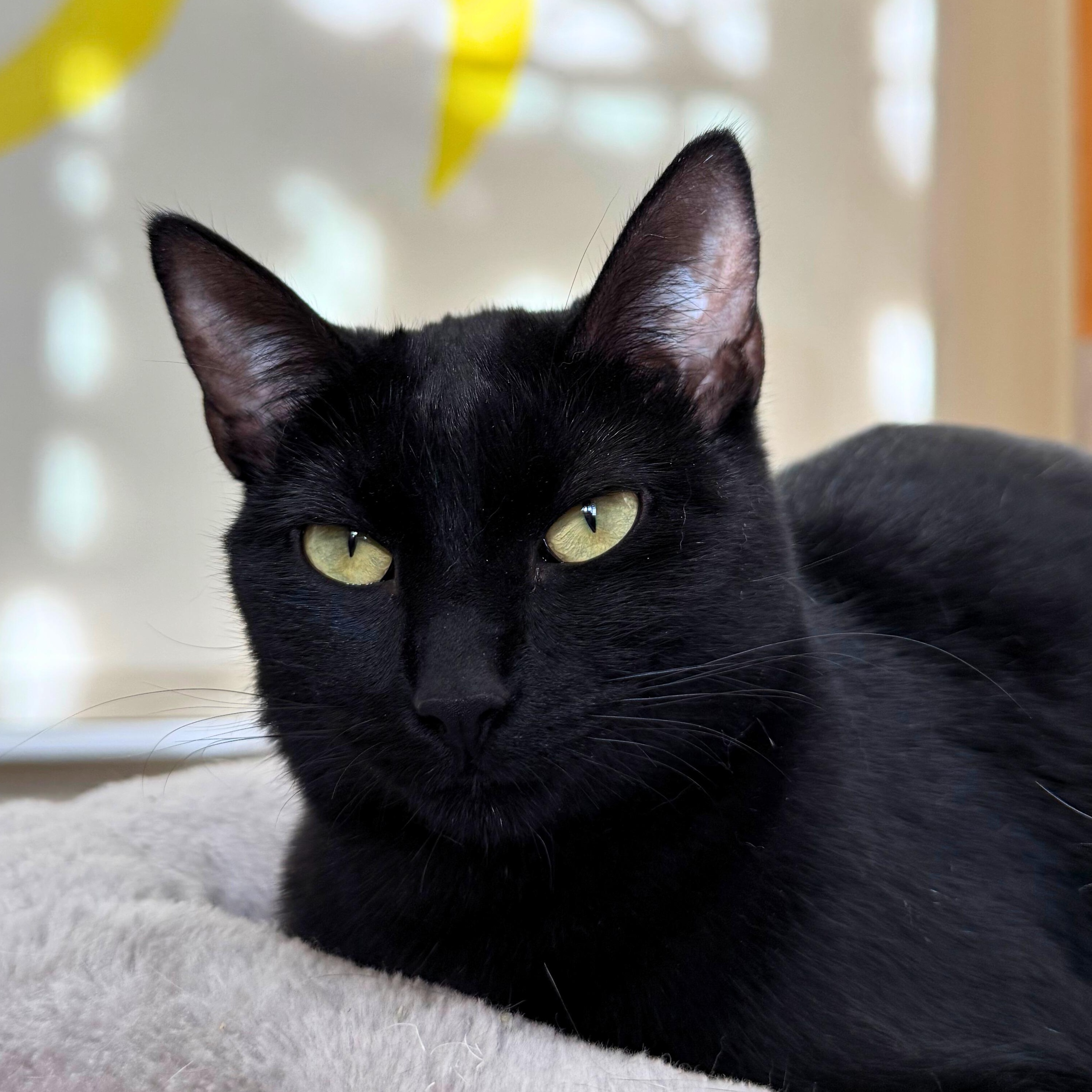 Enlarge Maple, a Adoptable Domestic Short Hair in Ridgway, CO image 2/6