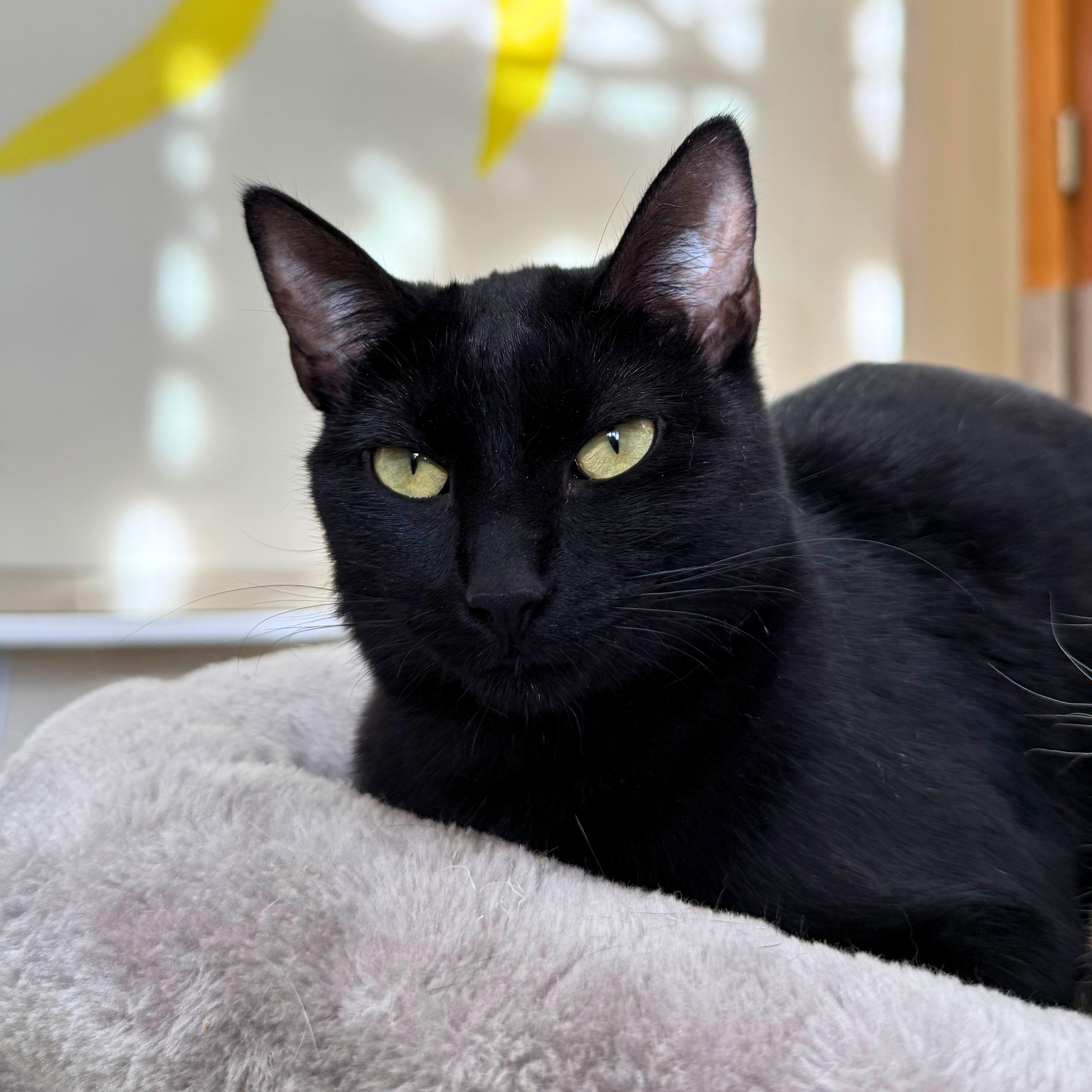 Enlarge Maple, a Adoptable Domestic Short Hair in Ridgway, CO image 2/6