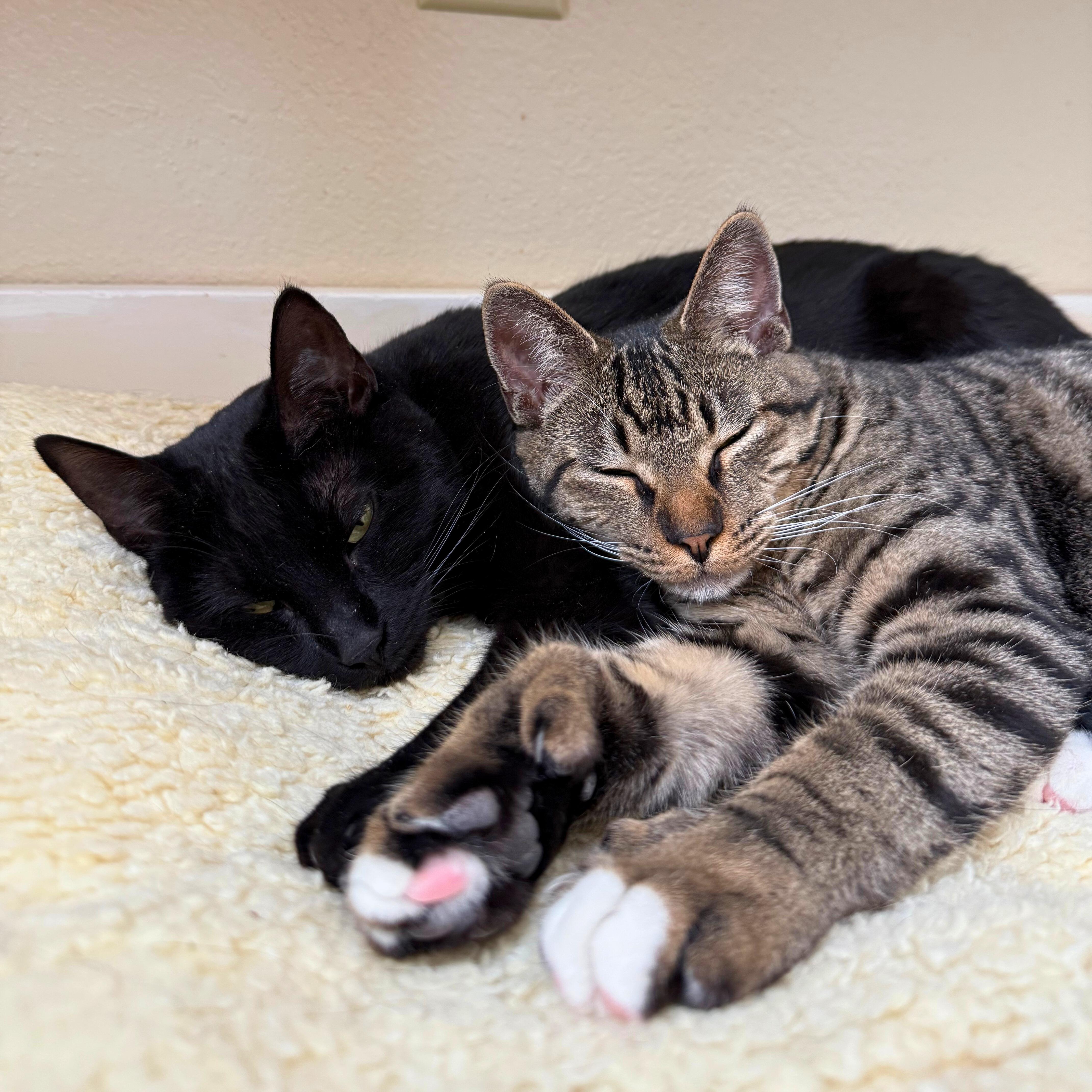 Maple & Syrup, Adoptable, Young Female Domestic Short Hair.