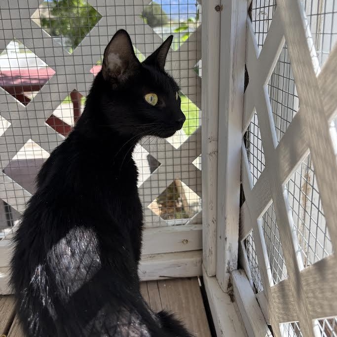 Maple & Syrup, a Adoptable Domestic Short Hair in Ridgway, CO image 6/6