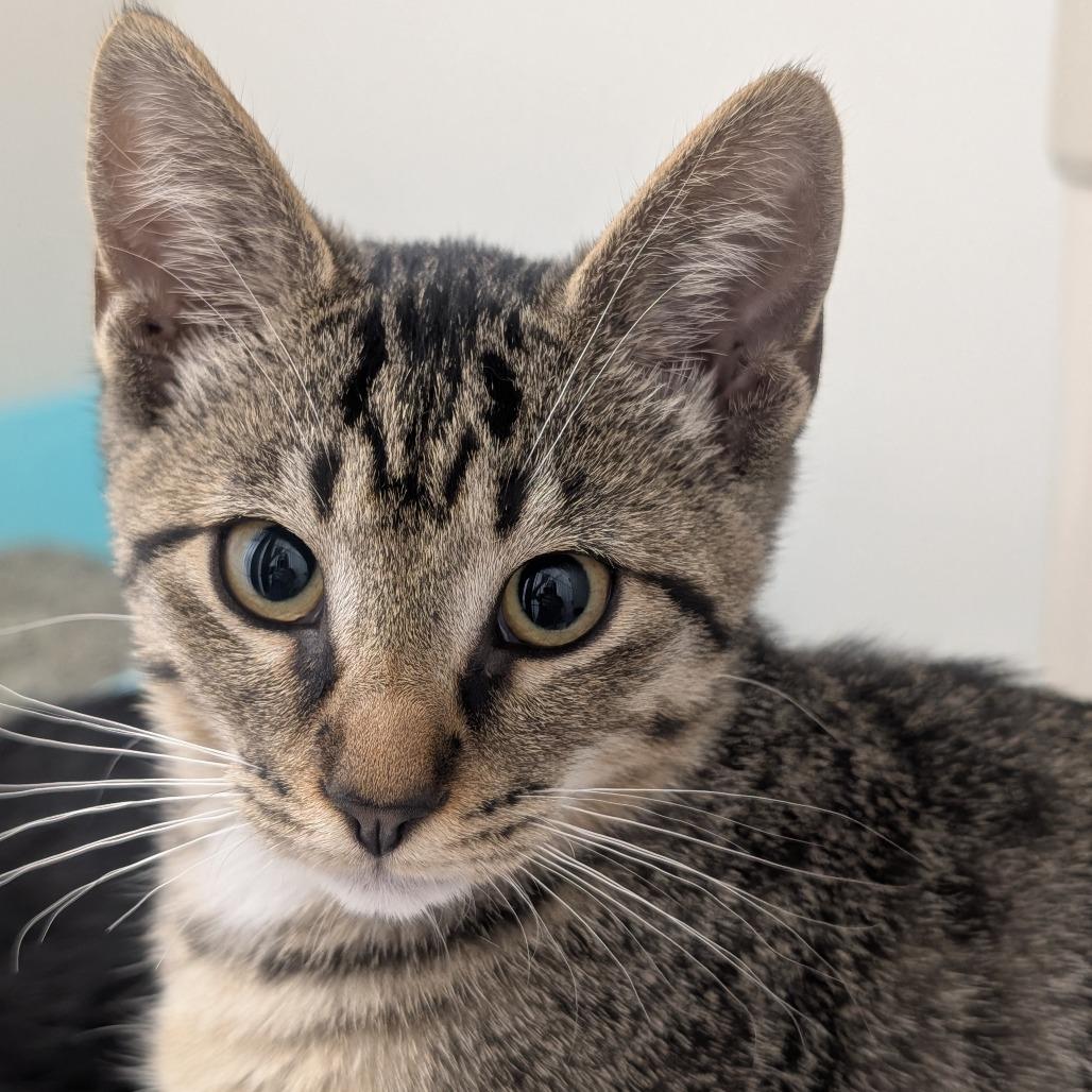 Maple & Syrup, a Adoptable Domestic Short Hair in Ridgway, CO image 5/6