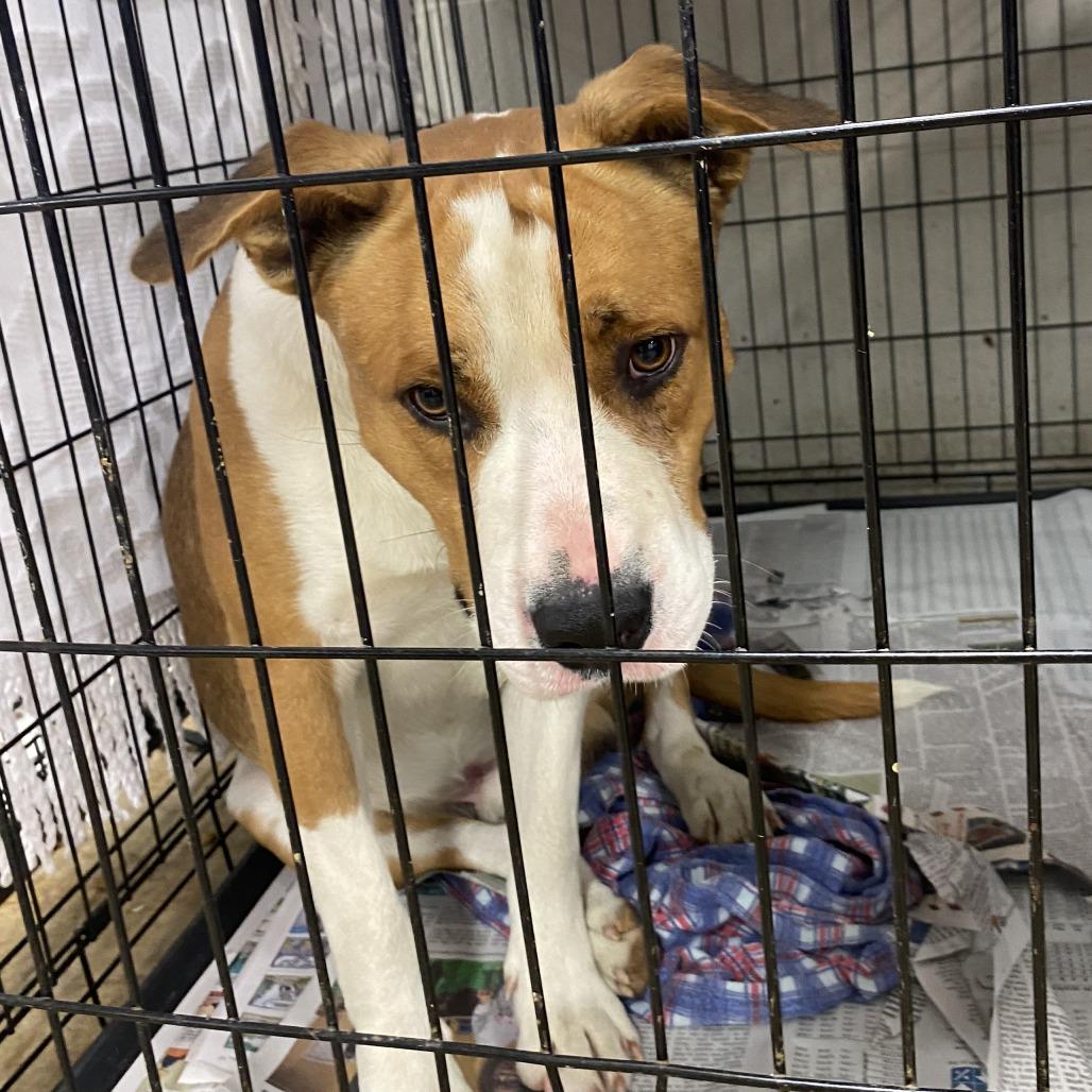 Enlarge Phyfer - 110707T, a Adoptable mixed breed in Tupelo, MS image 1/4