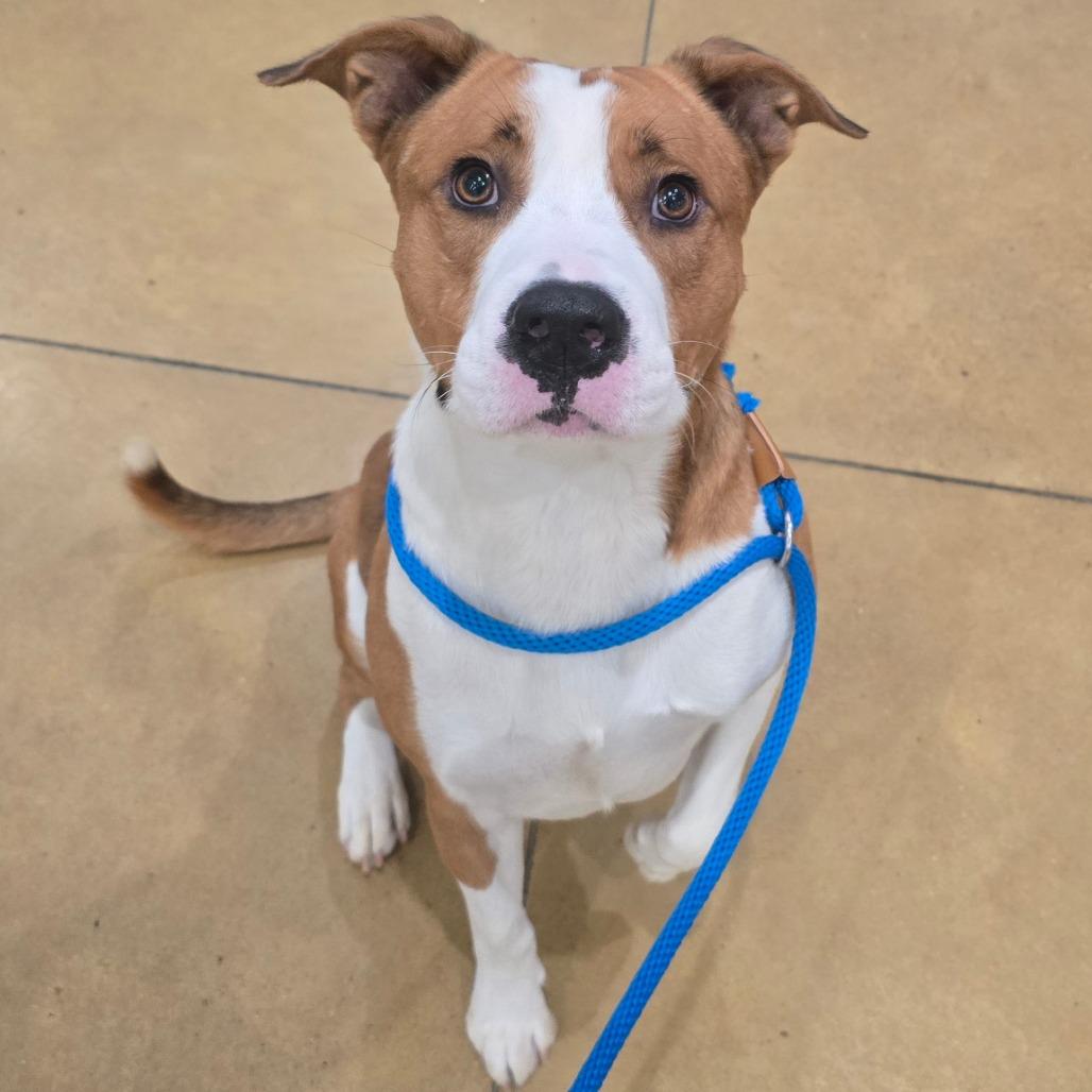 Enlarge Phyfer - 110707T, a Adoptable mixed breed in Tupelo, MS image 2/4