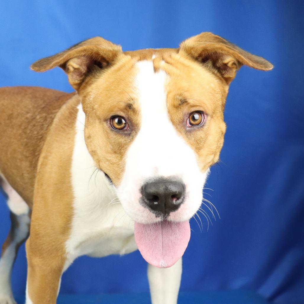 Enlarge Phyfer - 110707T, a Adoptable mixed breed in Tupelo, MS image 4/4