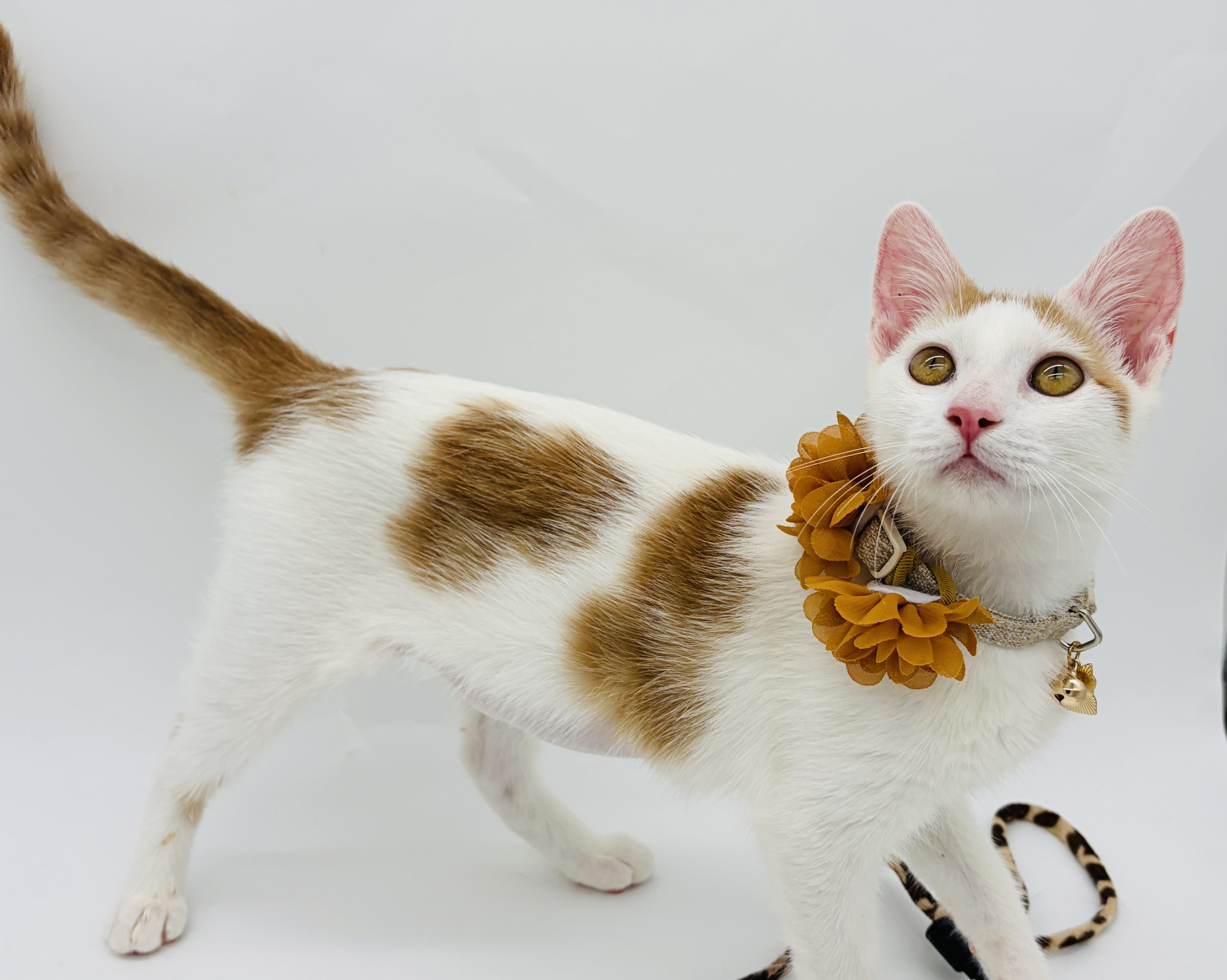 Enlarge Heartly & Harbor (watch video), a Adoptable mixed breed in CLINTON, NJ image 6/6