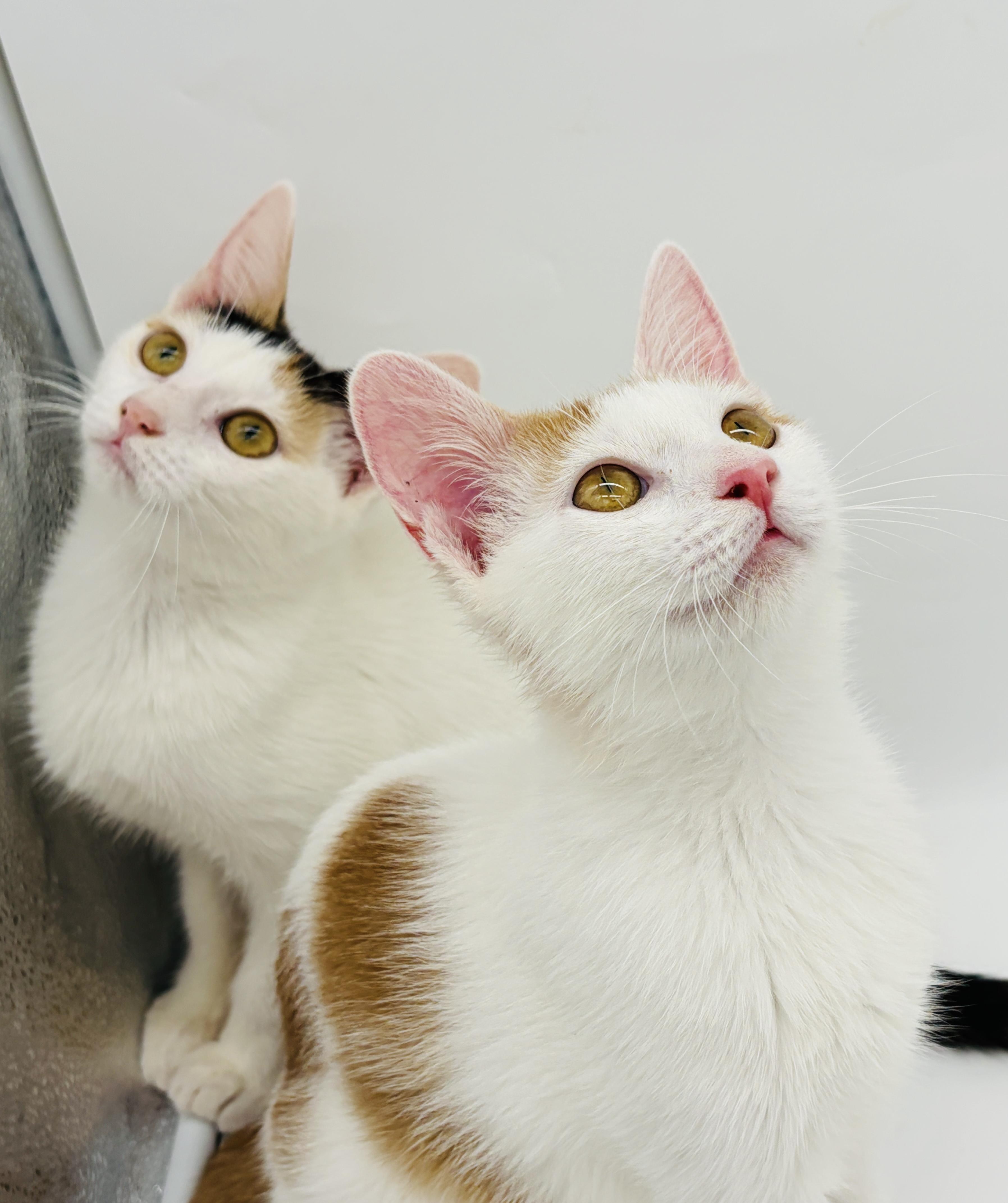 Enlarge Heartly & Harbor (watch video), a Adoptable mixed breed in CLINTON, NJ image 3/6