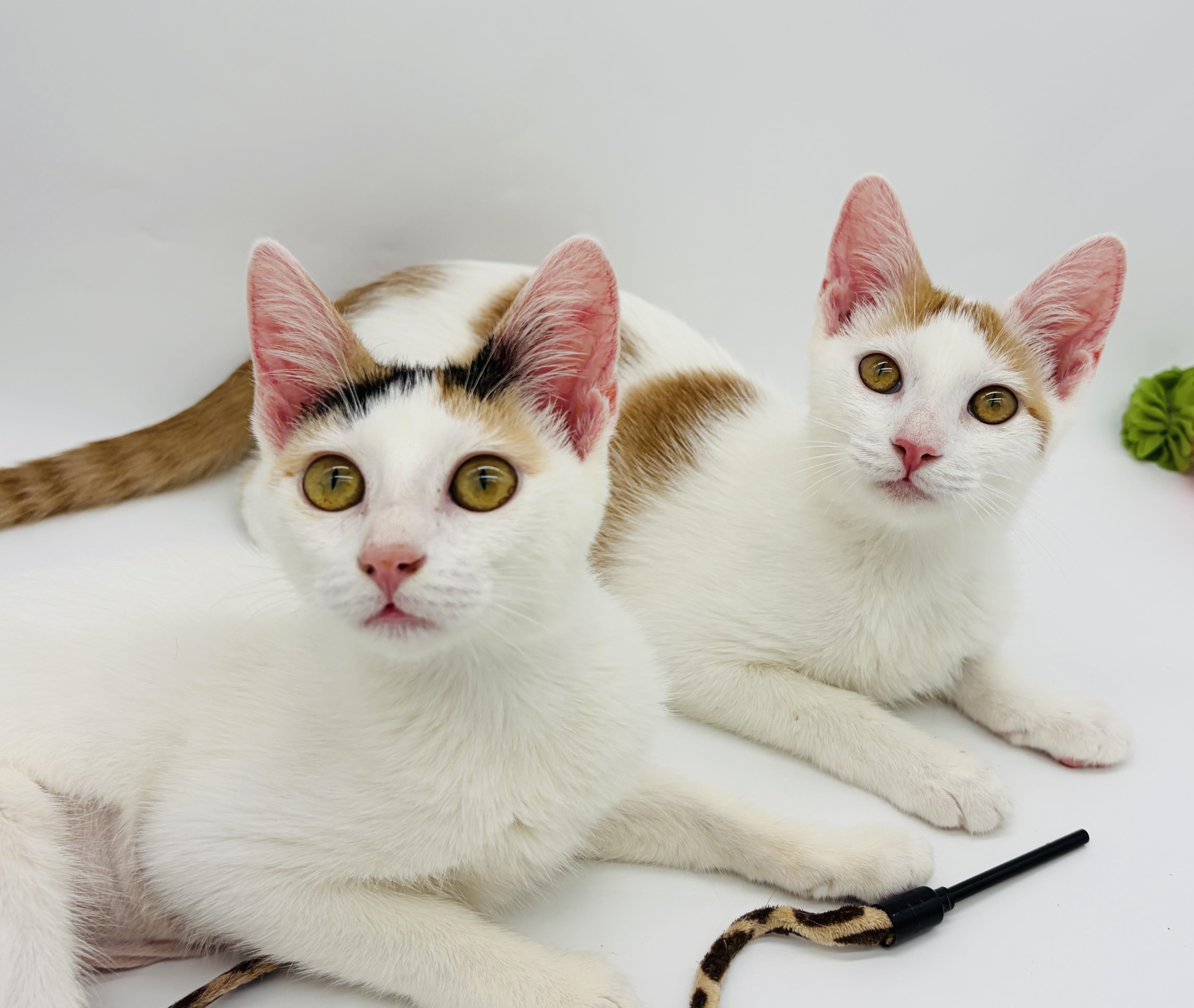 Enlarge Heartly & Harbor (watch video), a Adoptable mixed breed in CLINTON, NJ image 1/6