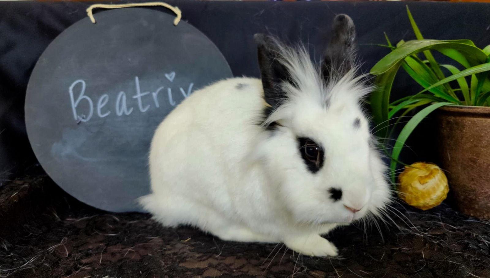 Enlarge Beatrix, a Adoptable Lionhead in Queen Creek, AZ image 1/3