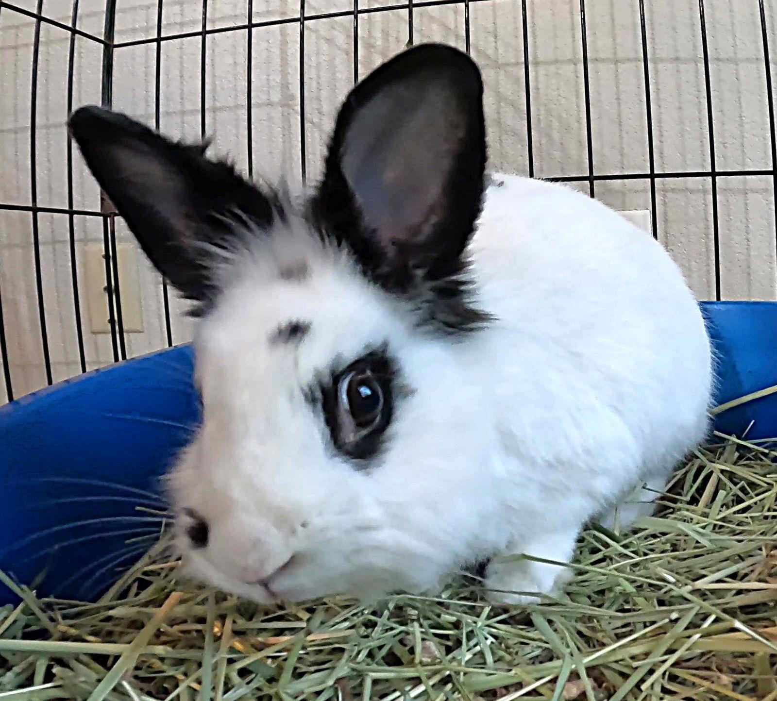 Enlarge Beatrix, a Adoptable Lionhead in Queen Creek, AZ image 2/3