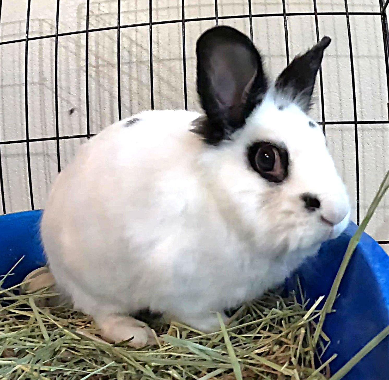 Enlarge Beatrix, a Adoptable Lionhead in Queen Creek, AZ image 3/3