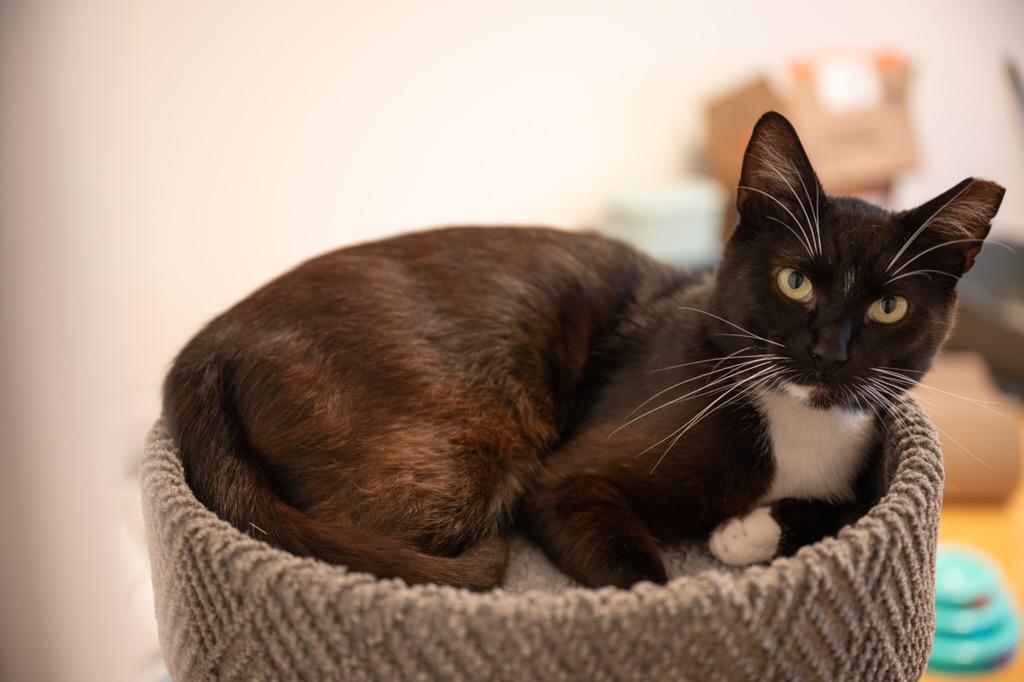 Tanner (loving / calm / curious), Adult Male unknown