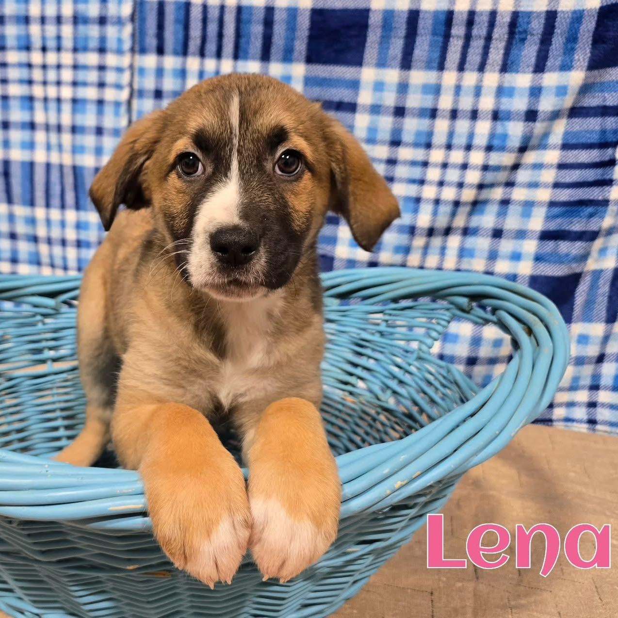 Enlarge Lena, an adopted mixed breed in Joliet, IL image 1/1